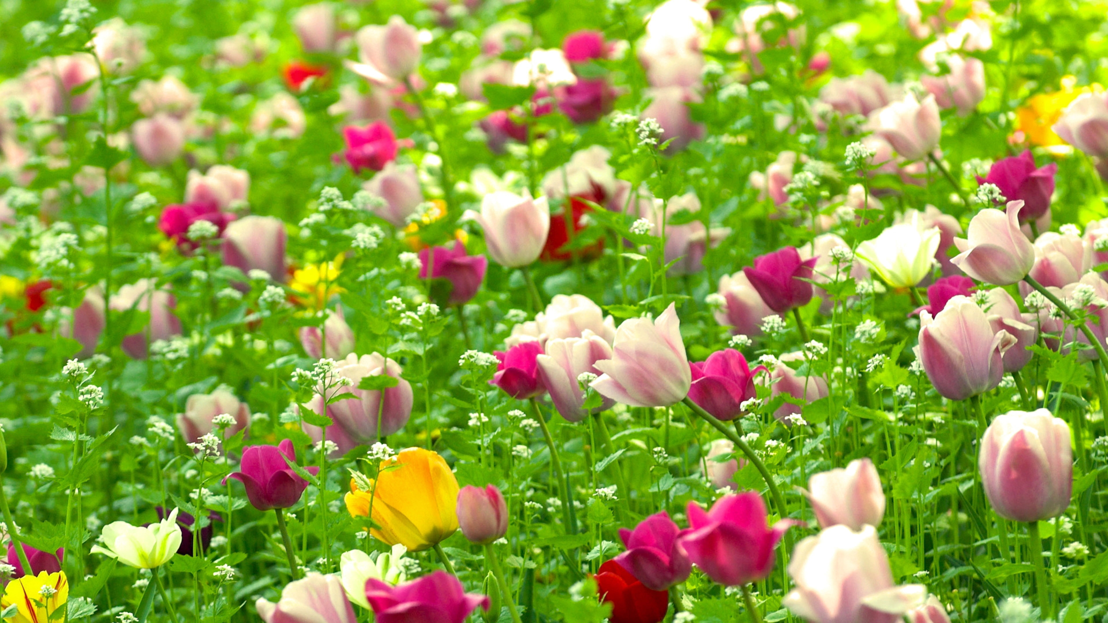 grass, white, pink, nature, field, tulips, spring, flowers, 4K, green, red, yellow, hd, HD Wallpaper