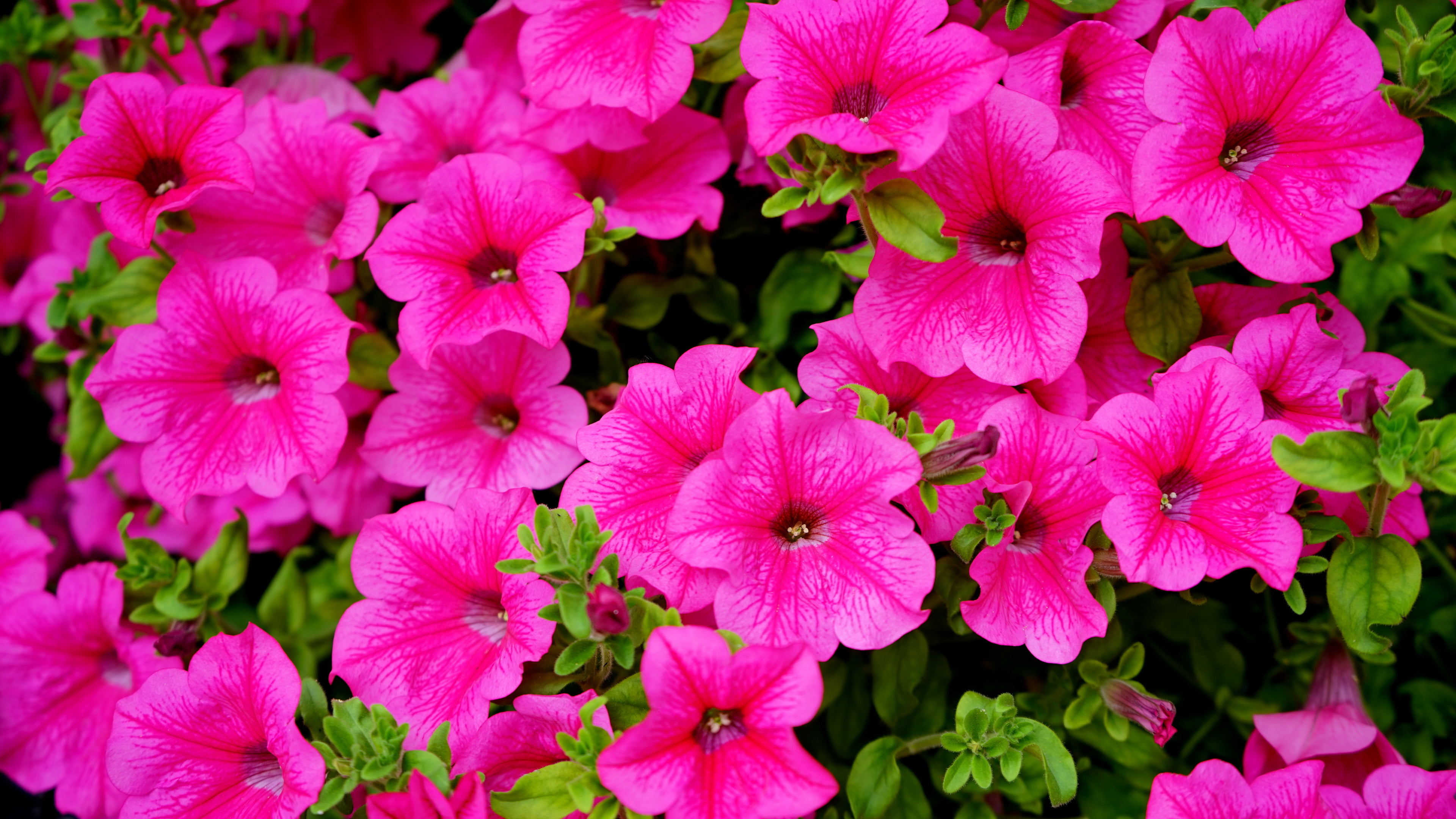 4K, hot, petal, outdoors, flower, springtime, pink, focus on foreground, plant part, pink color, beauty in nature, petunia, no people, day, bunch of flowers, HD Wallpaper