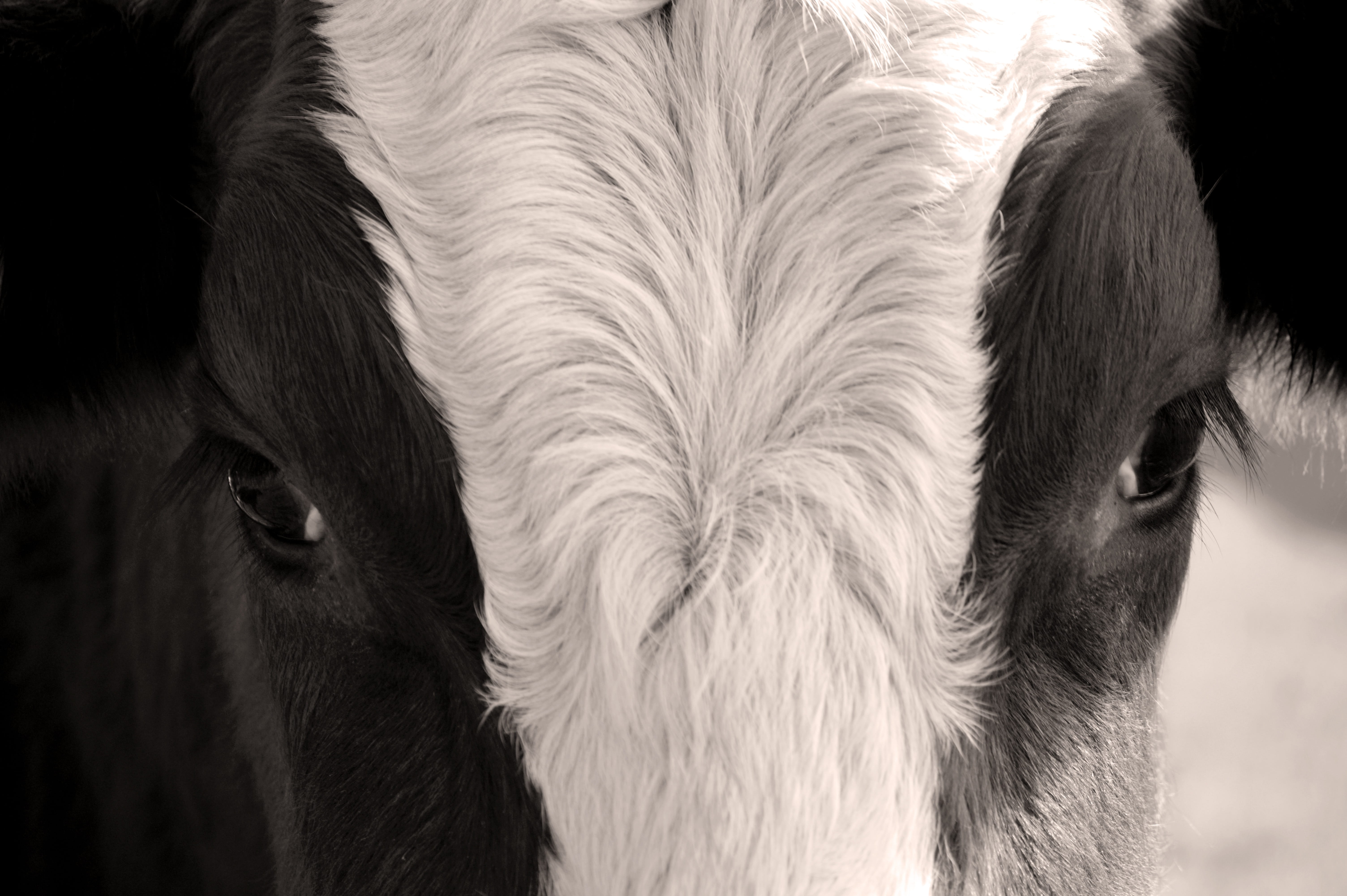 head, domestic animals, eyes, cow, beef, animal themes, 5K, animal hair, domestic, animal body part, hair, no people, animal, pallor, animal eye, one animal, HD Wallpaper