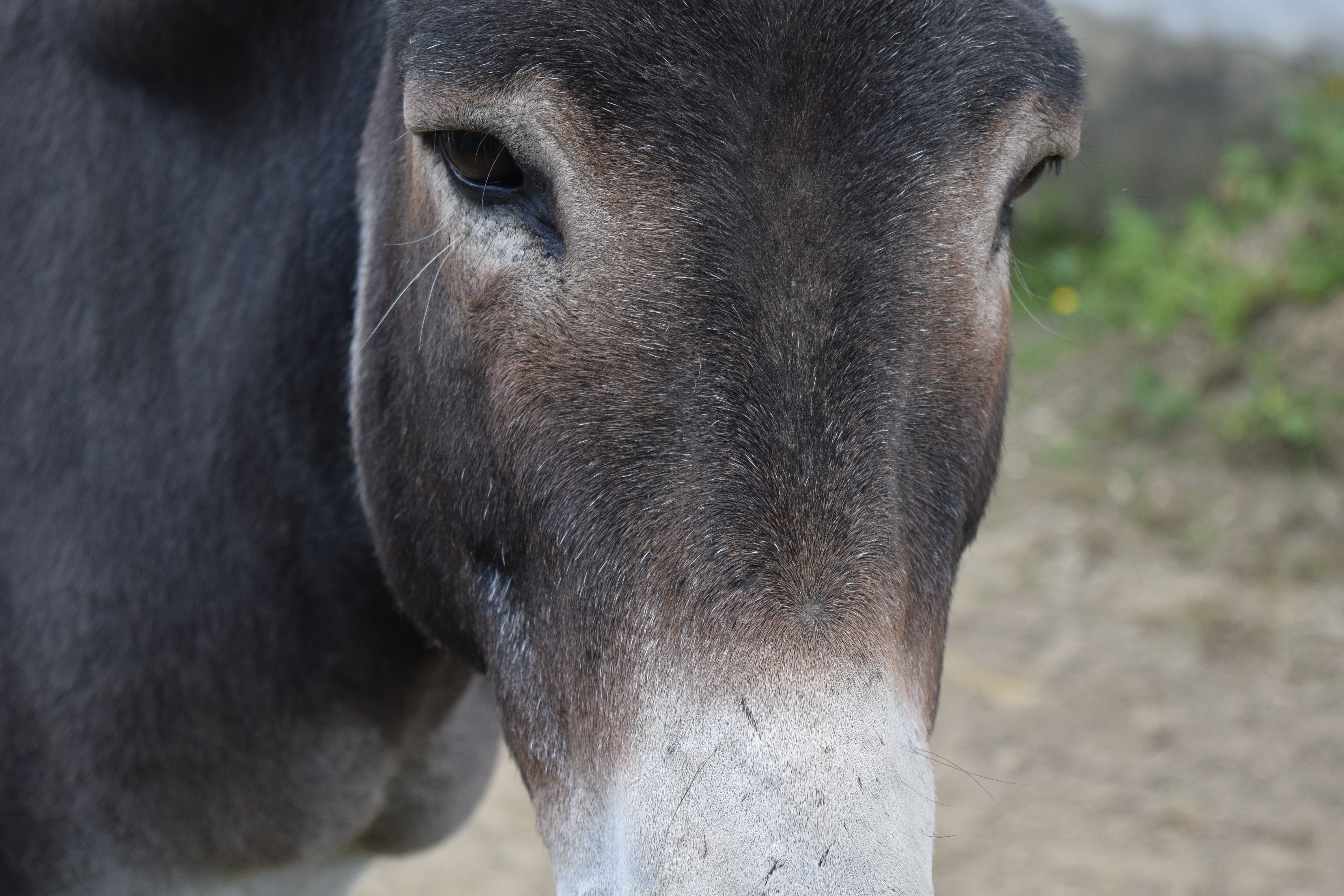 section, day, close-up, partially receptive, Eyes, animal wildlife, 5K, pets, animal eye, farm, Close, vertebrate, donkey, one animal, domestic animals, HD Wallpaper