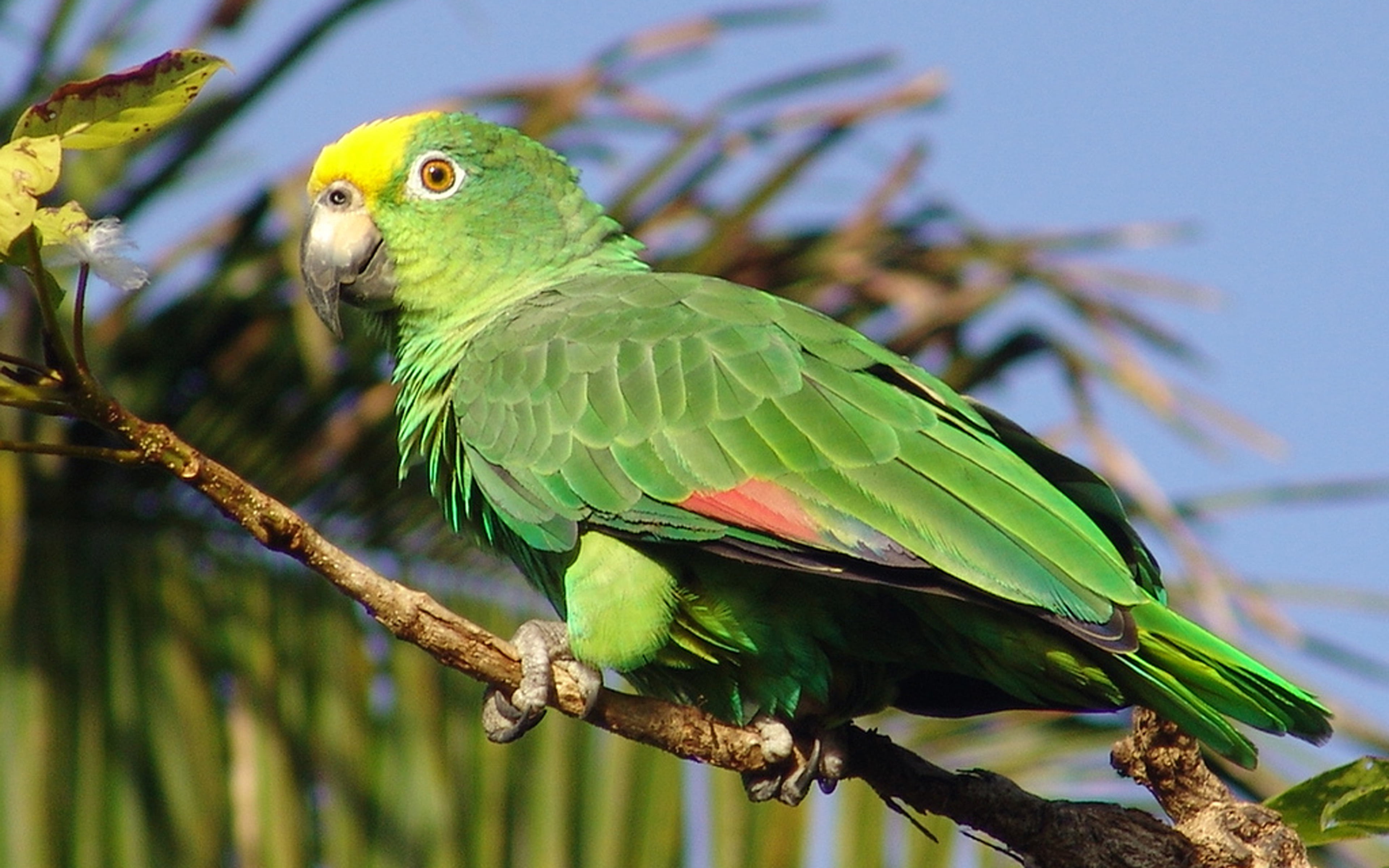 nature, outdoors, large, day, bird, focus on foreground, 4K, amazon, branch, perching, green color, animals in the wild, close-up, forehead, animal, beauty in nature, HD Wallpaper