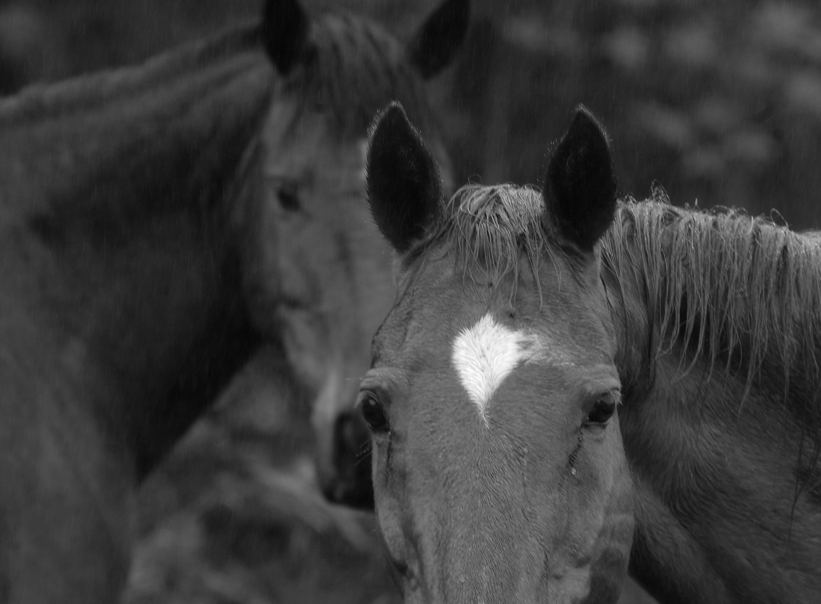 animal themes, fur, tame, domestic, horse head, pasture, black horse, black, animals In The Wild, animal Head, day, countryside, horses, breed, two animals, HD Wallpaper