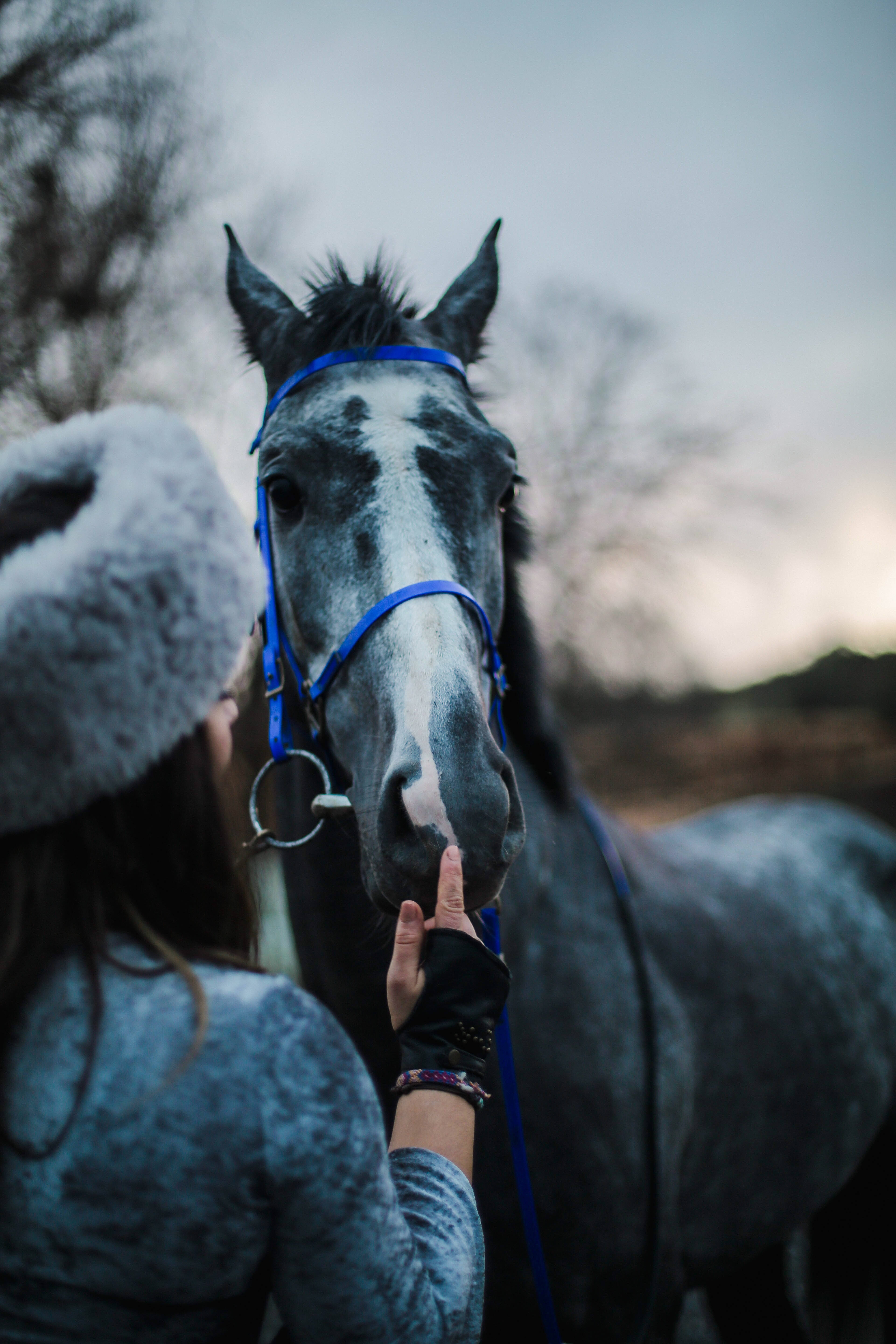 l, animal body part, grey horse, horse, mammal, outdoors, domestic, portrait, hand, holding, animal wildlife, vertebrate, animal, focus on foreground, working animal, Phone HD Wallpaper