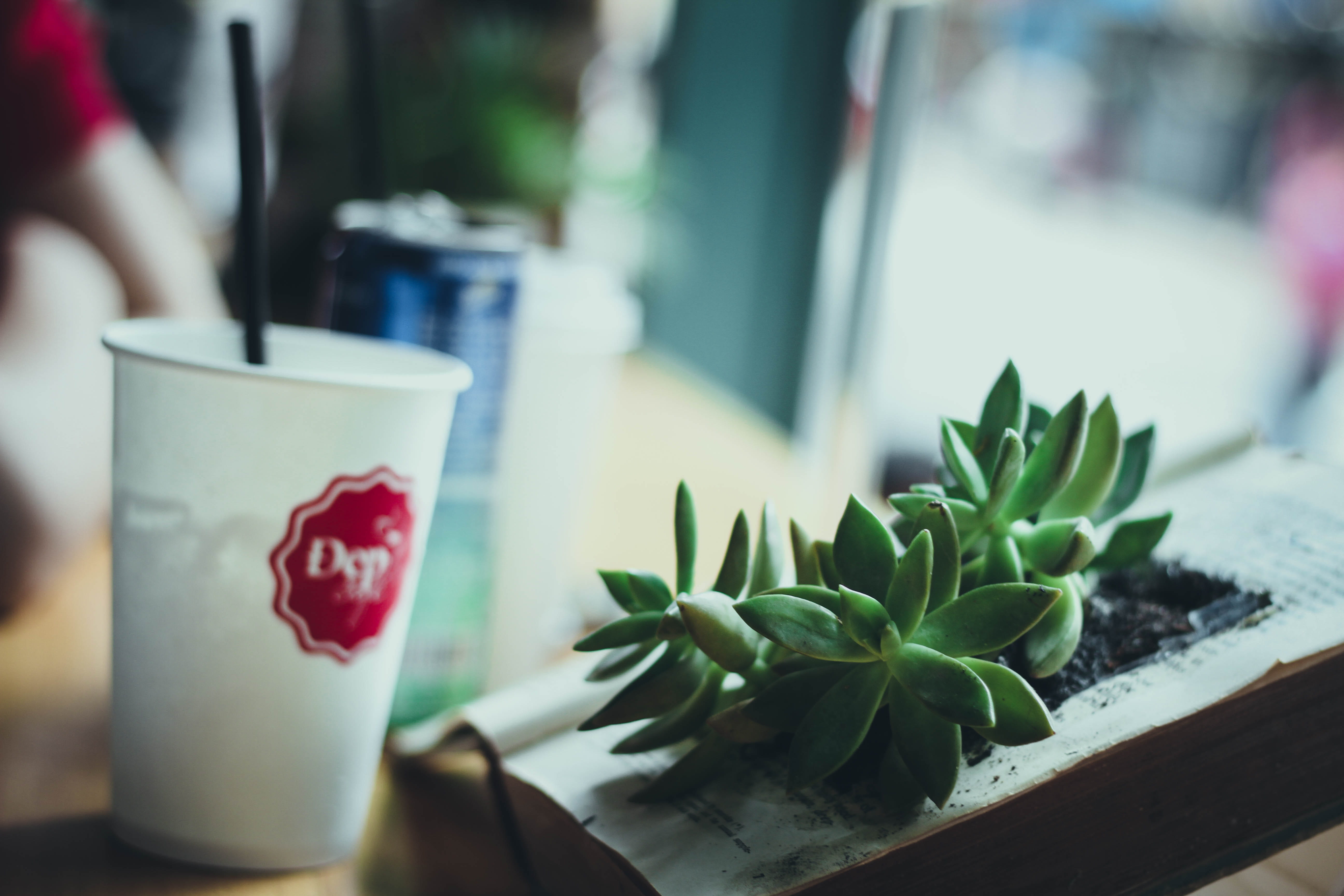 5K, no people, drink, disposable, close-up, plant part, red, coffee - Drink, photography, freshness, white, focus on foreground, succulent, cafe, indoors, HD Wallpaper