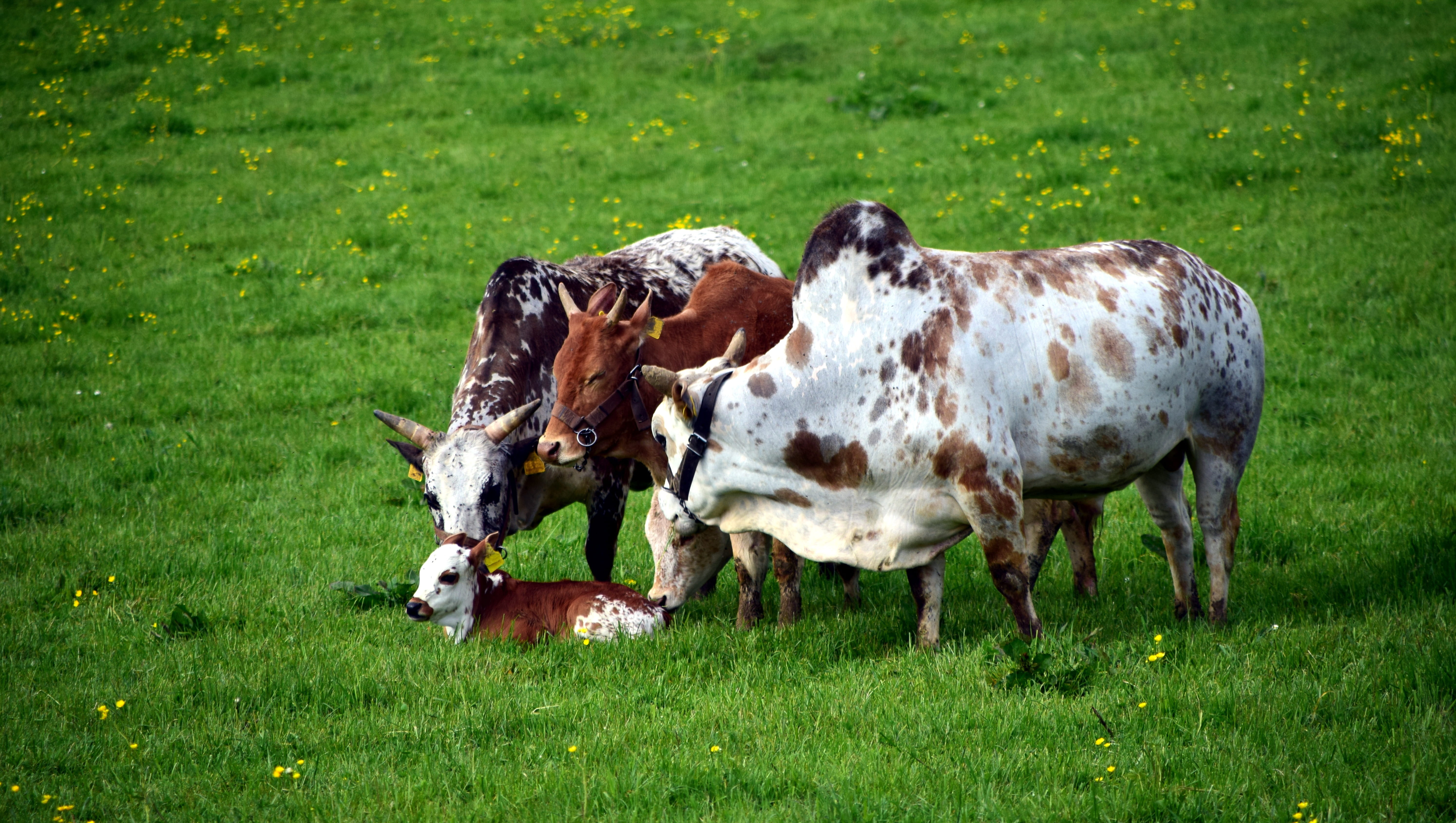 domestic animals, Zebu, horns, domestic, vertebrate, look after, 5K, art fair, no people, ruminant, standing, concern, pasture attitude, pasture, outdoors, HD Wallpaper