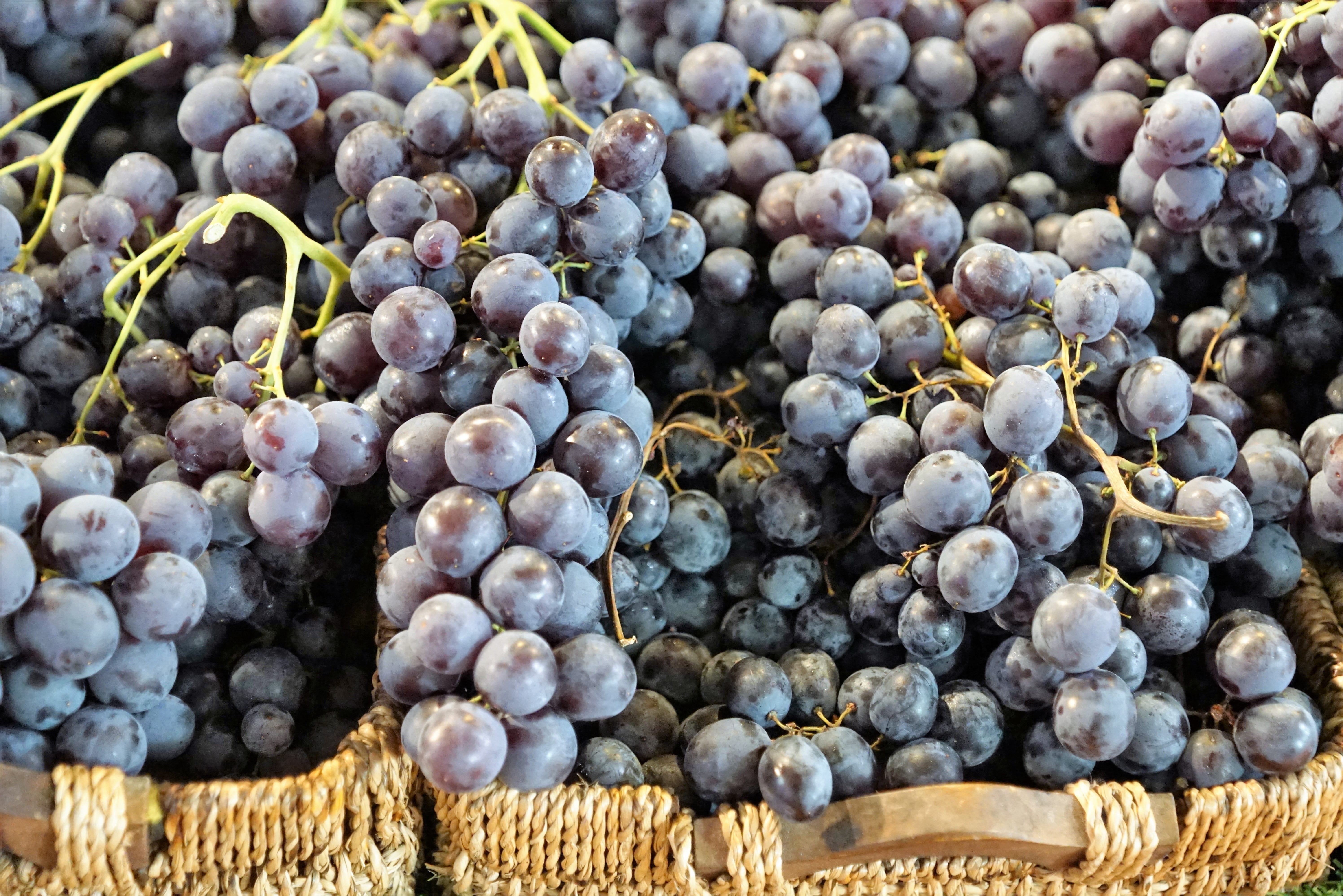 full frame, vines stock, bless you, backgrounds, large group of objects, 5K, leaves, red grapes, wine, feed, for sale, wellbeing, basket, close-up, sweet, HD Wallpaper