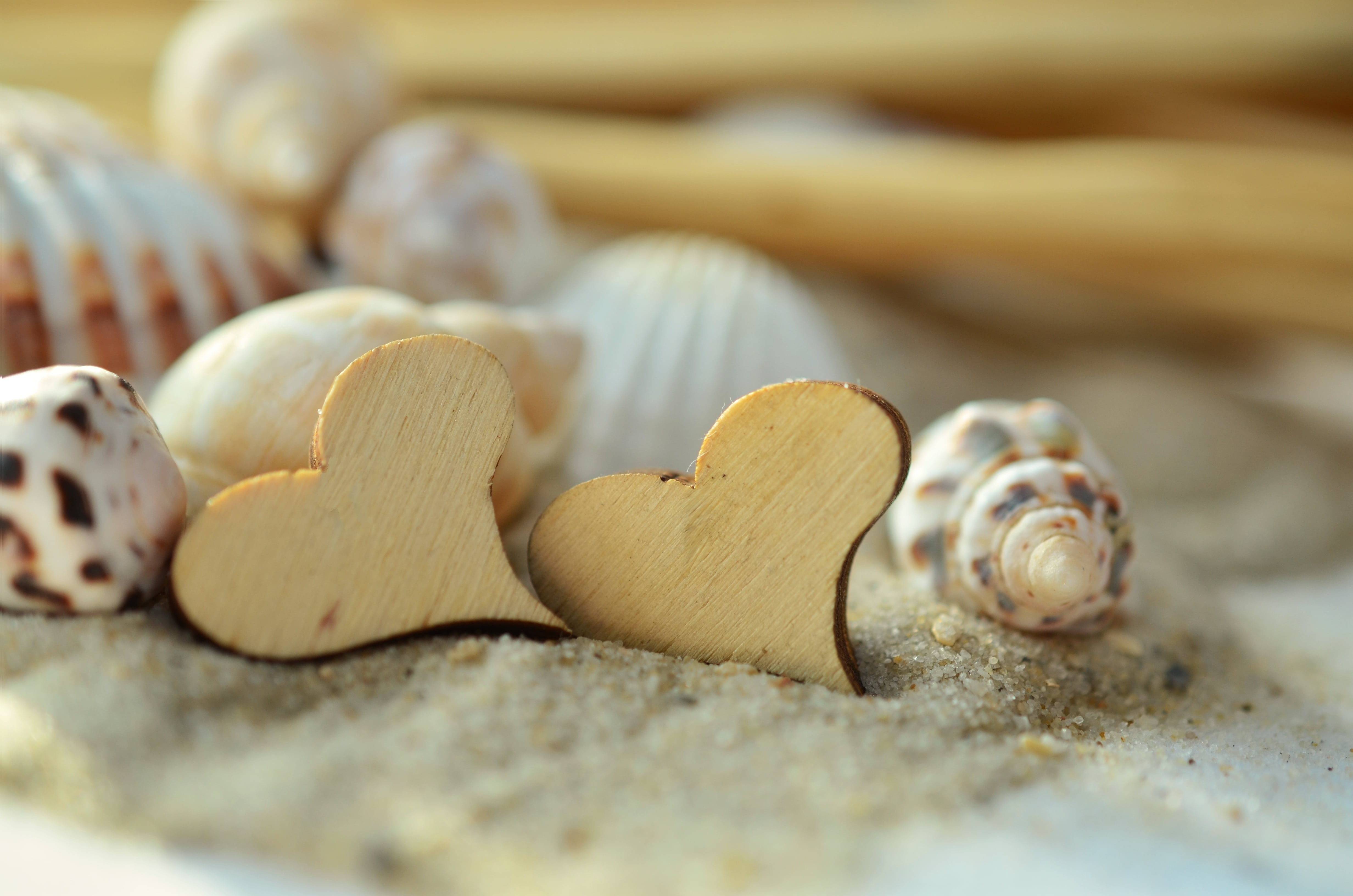 symbol, 4K, freshness, most beach, land, preparation, simplicity, selective focus, relationship, lovers, sand, sea, beach, mussels, wood - material, indoors, HD Wallpaper