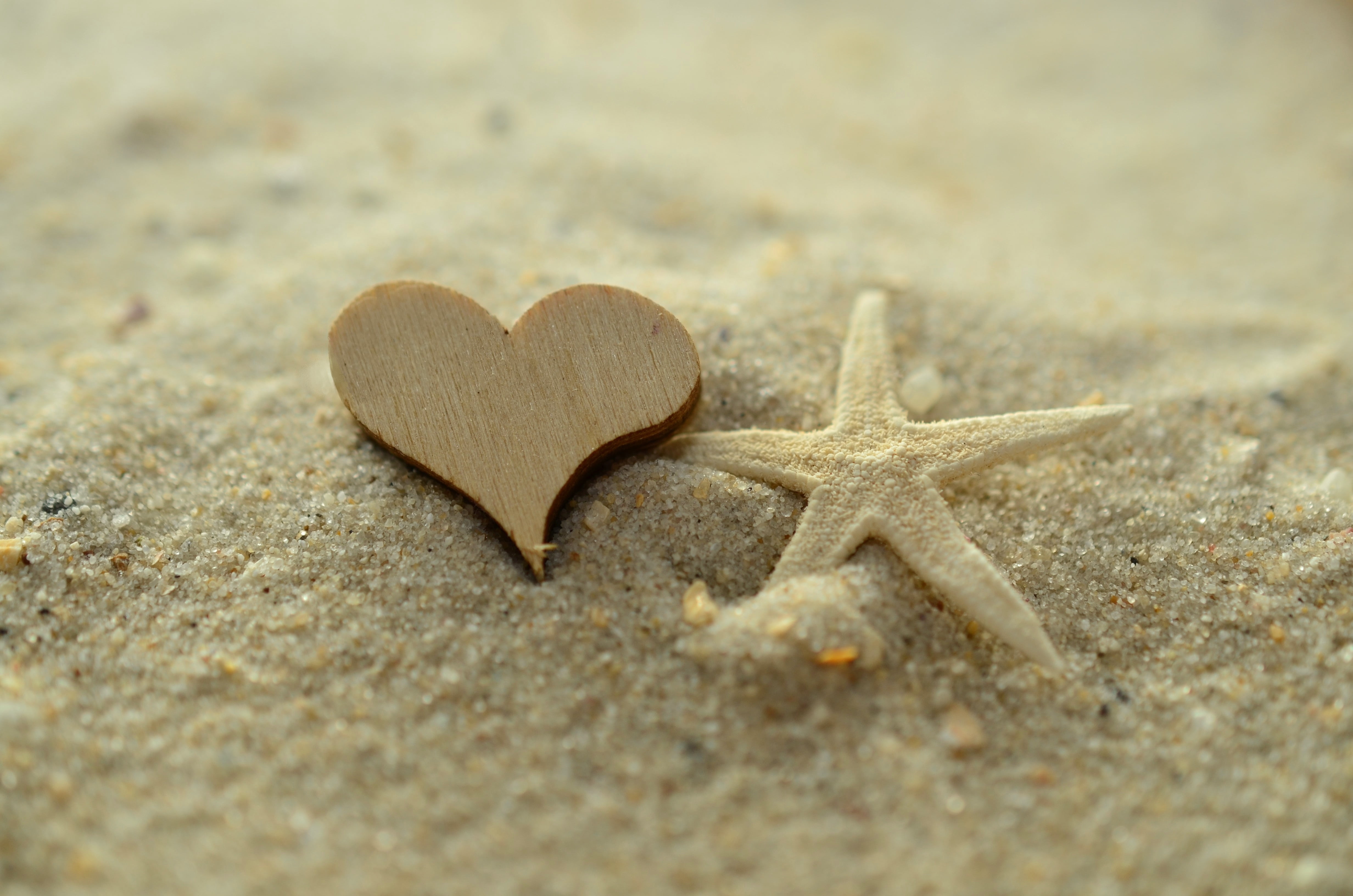 white, animal wildlife, message, animal themes, decor, animal, feelings, affection, marine, star shape, selective focus, wooden, shape, heart shape, fish, HD Wallpaper