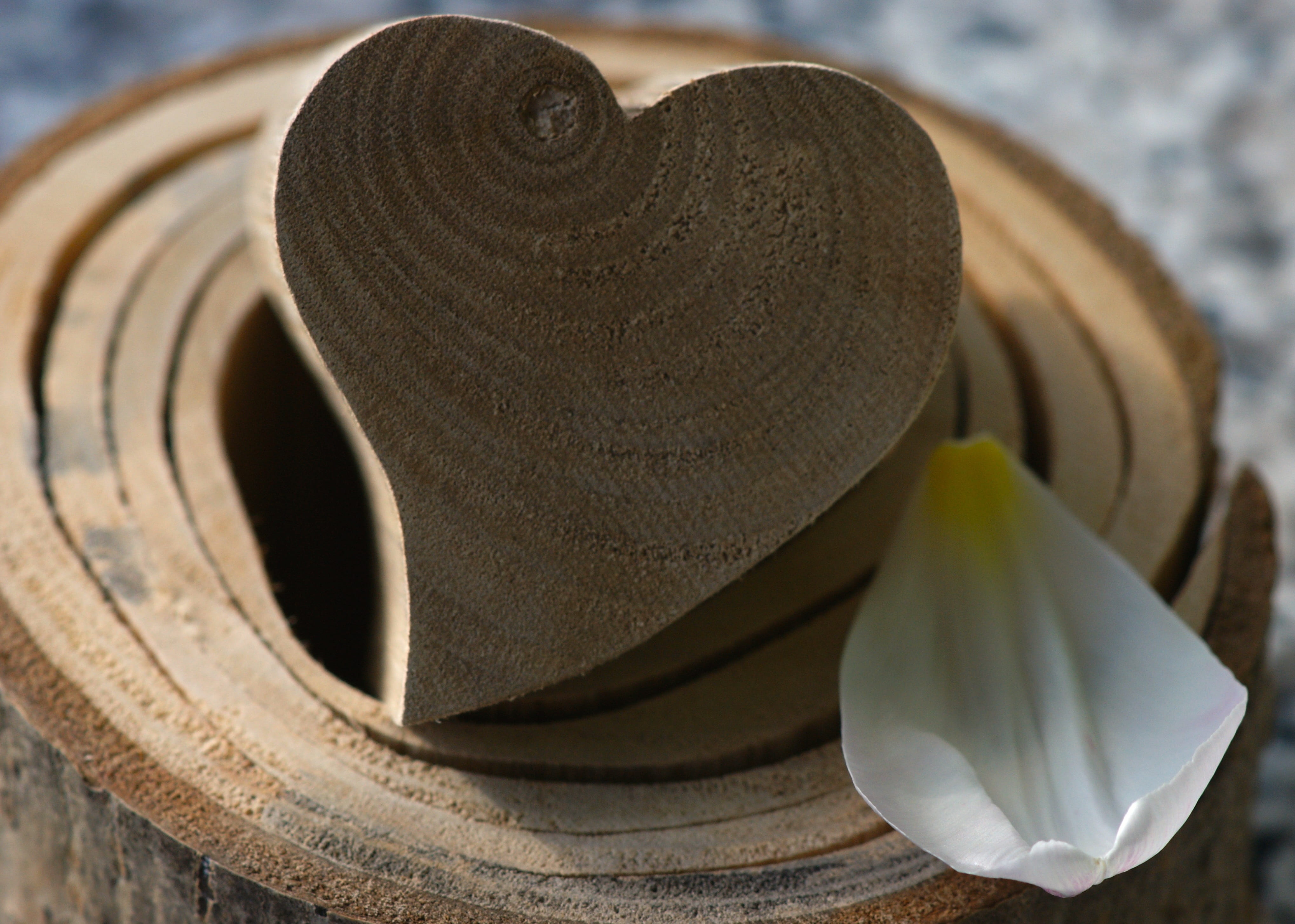 studio shot, bloom, close-up, love, still life, indoors, high angle view, wooden, no people, leaf, focus on foreground, wooden structure, loving, brown, HD Wallpaper
