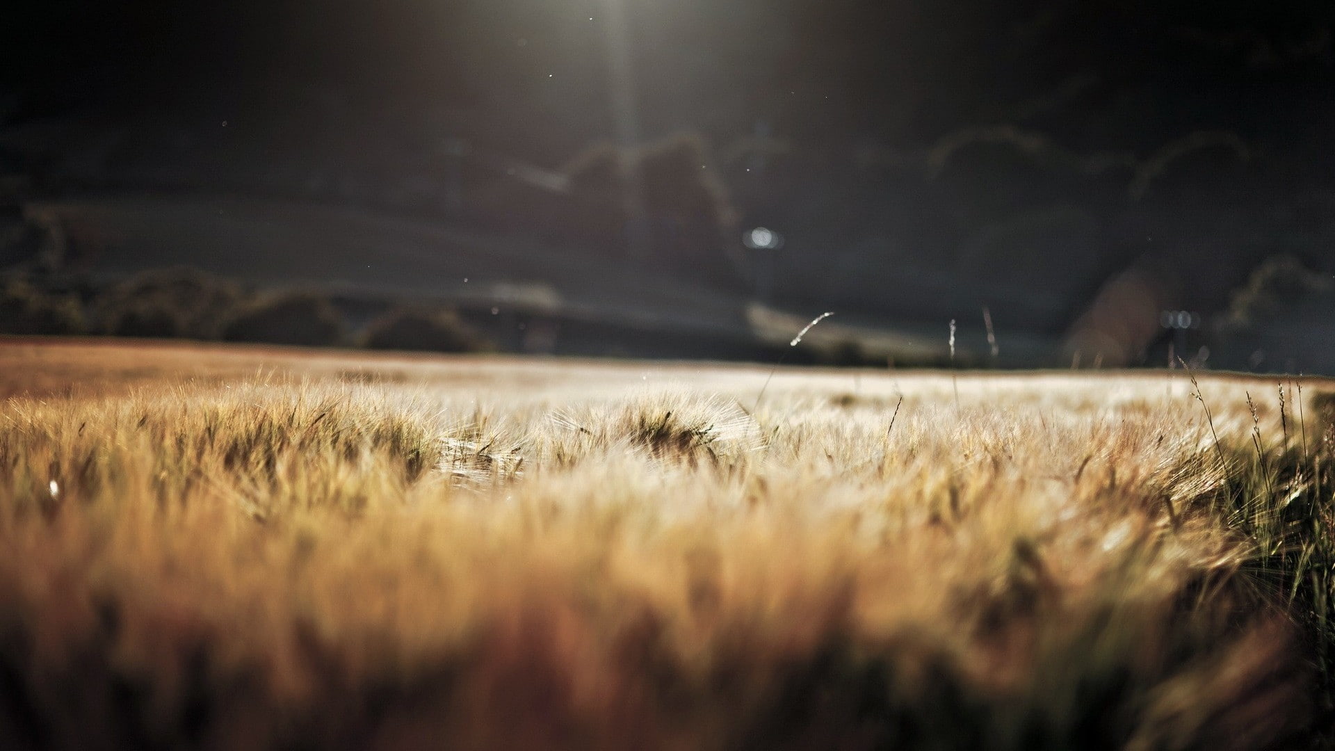 selective focus, depth of field, scenics - nature, nature, wheat, night, rural scene, sky, 1080P, land, agriculture, beauty in nature, cereal plant, sunlight, HD Wallpaper