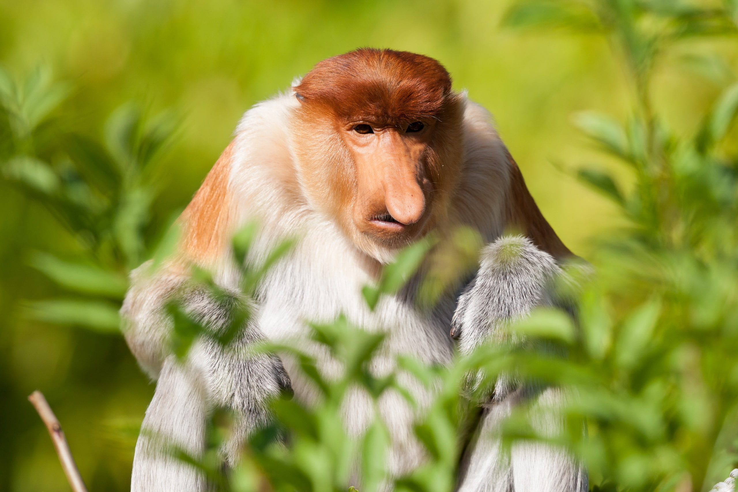 brown, outdoors, selective focus, vertebrate, monkey, mammal, day, animals, tree, plant, no people, one animal, animal wildlife, 2K, animals in the wild, HD Wallpaper