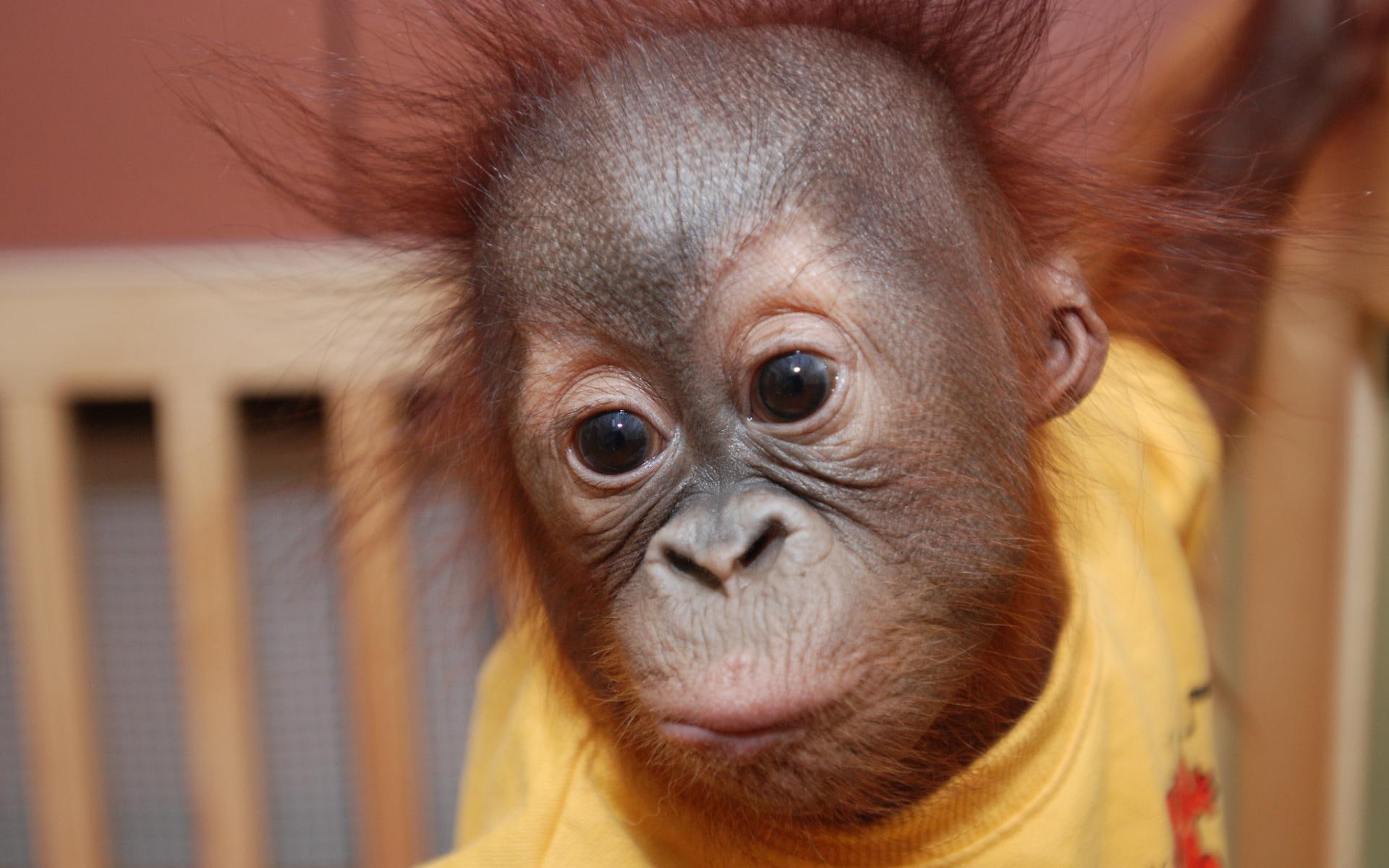 baby, orangutan, cute, other animals, 1080P, HD Wallpaper