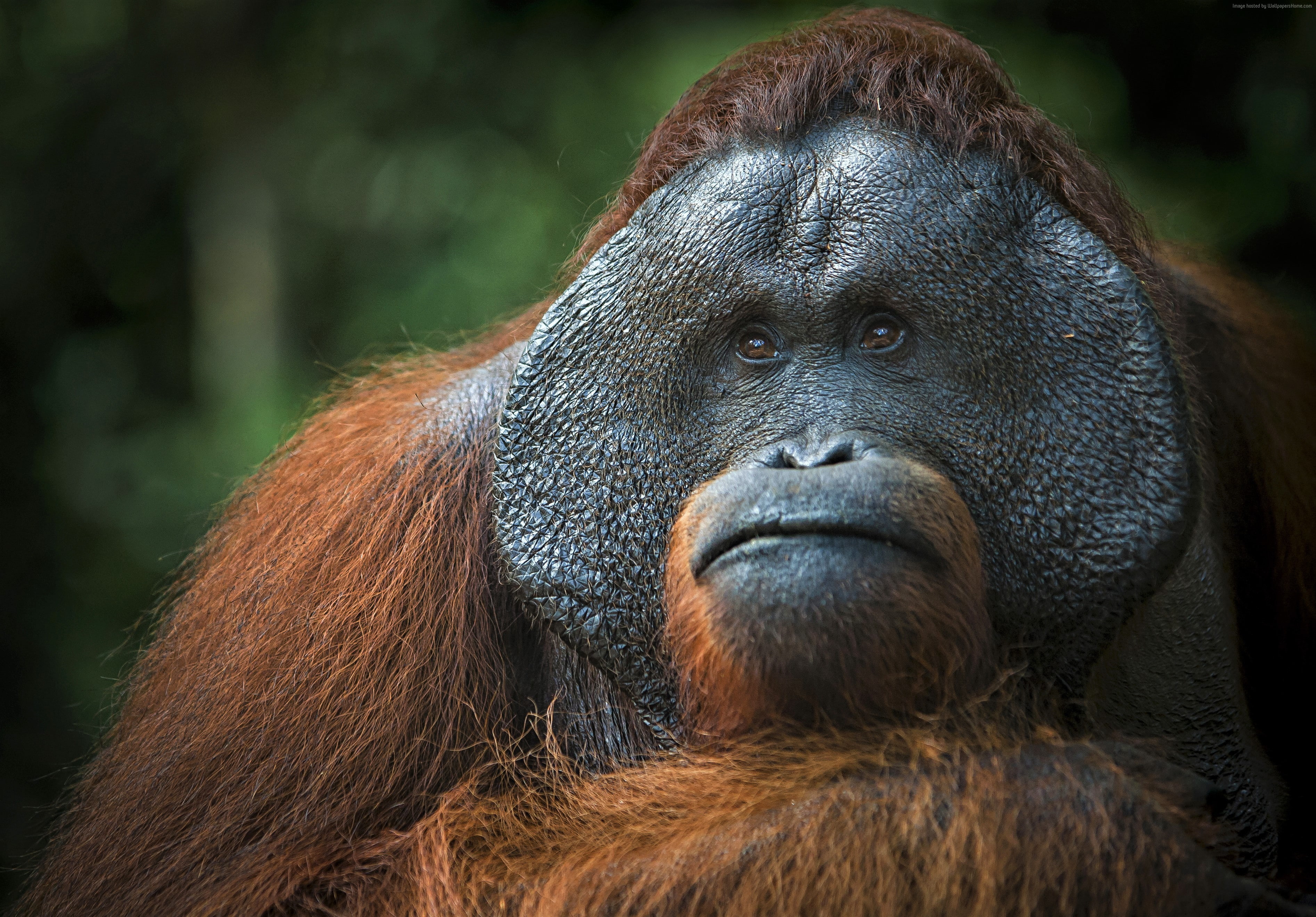 Orangutan, 4K, brown, 2K, HD Wallpaper