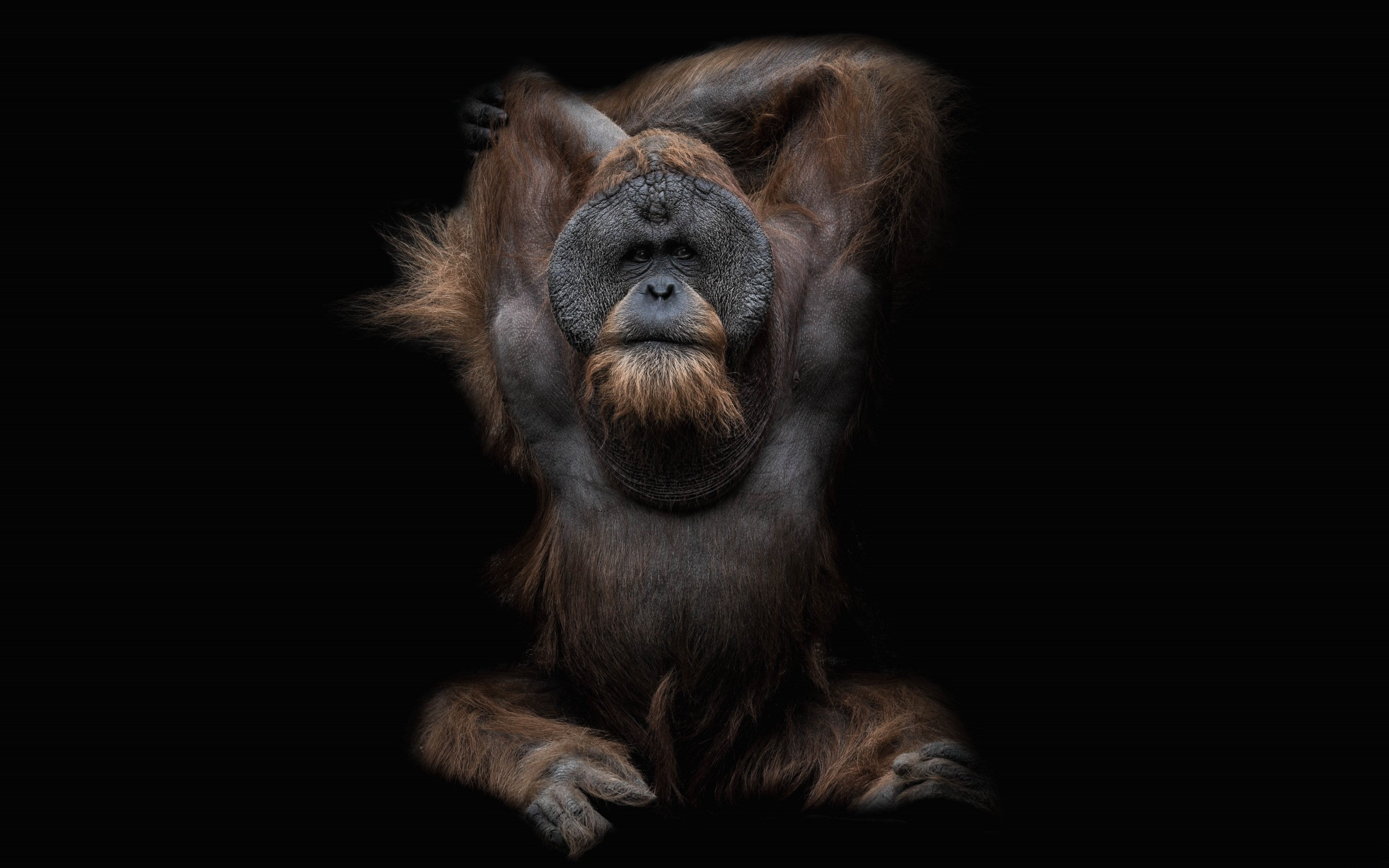 ape, animal body part, 2K, orangutan, one animal, animal wildlife, vertebrate, front view, no people, close-up, mammal, primate, studio shot, copy space, HD Wallpaper