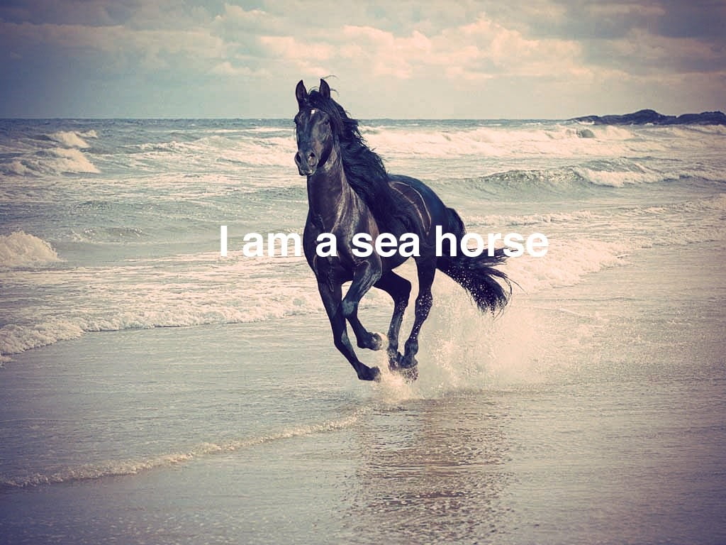 sea, domestic, mammal, humor, dog, black, animal, pets, fuckscape, vertebrate, land, water, canine, domestic animals, sky, cloud - sky, no people, horse, HD Wallpaper