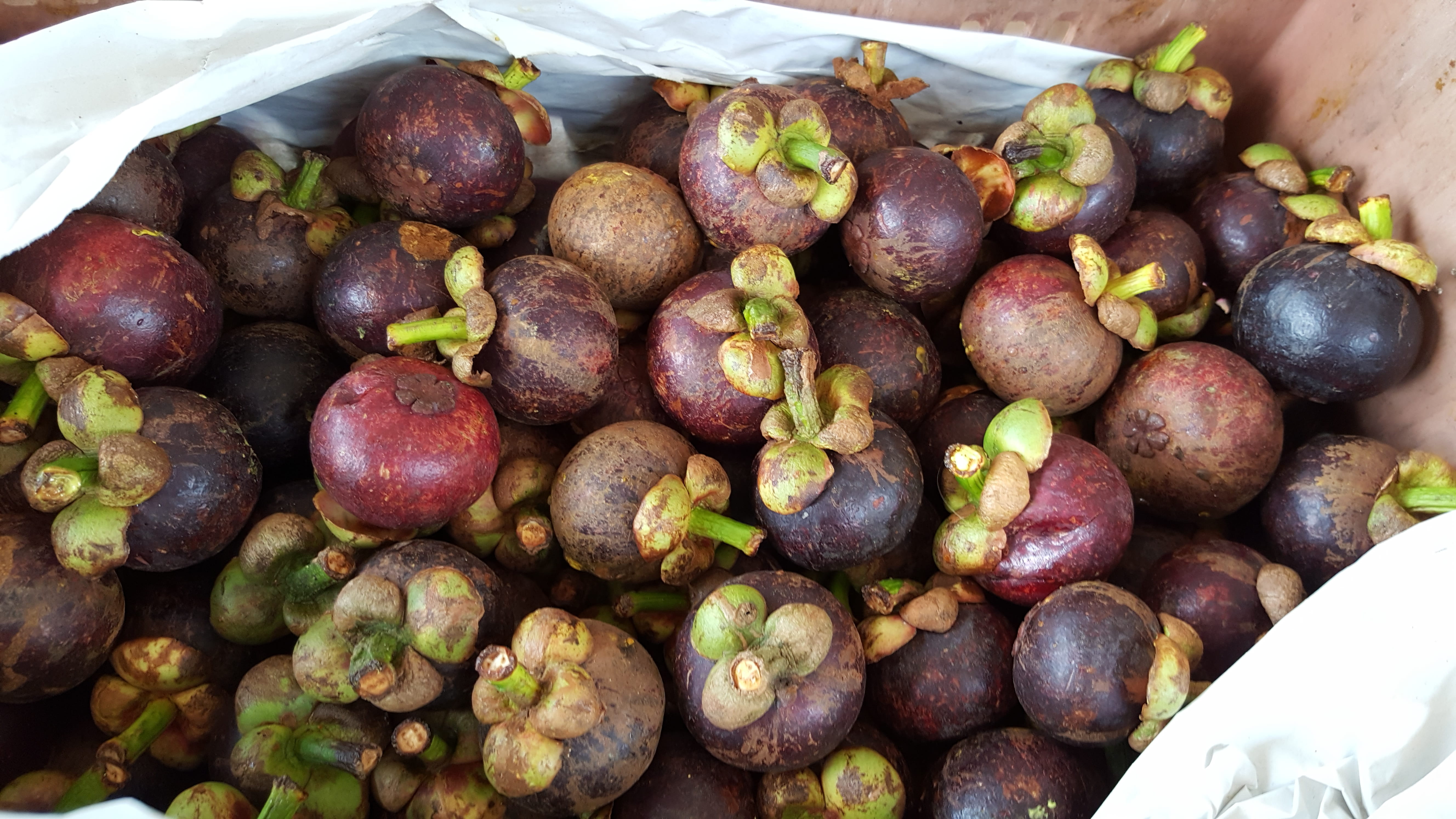 container, high angle view, outdoors, mangosteen, white, asian, no people, purple mangosteen, agriculture, tropical, directly above, fresh, green, exotic, HD Wallpaper