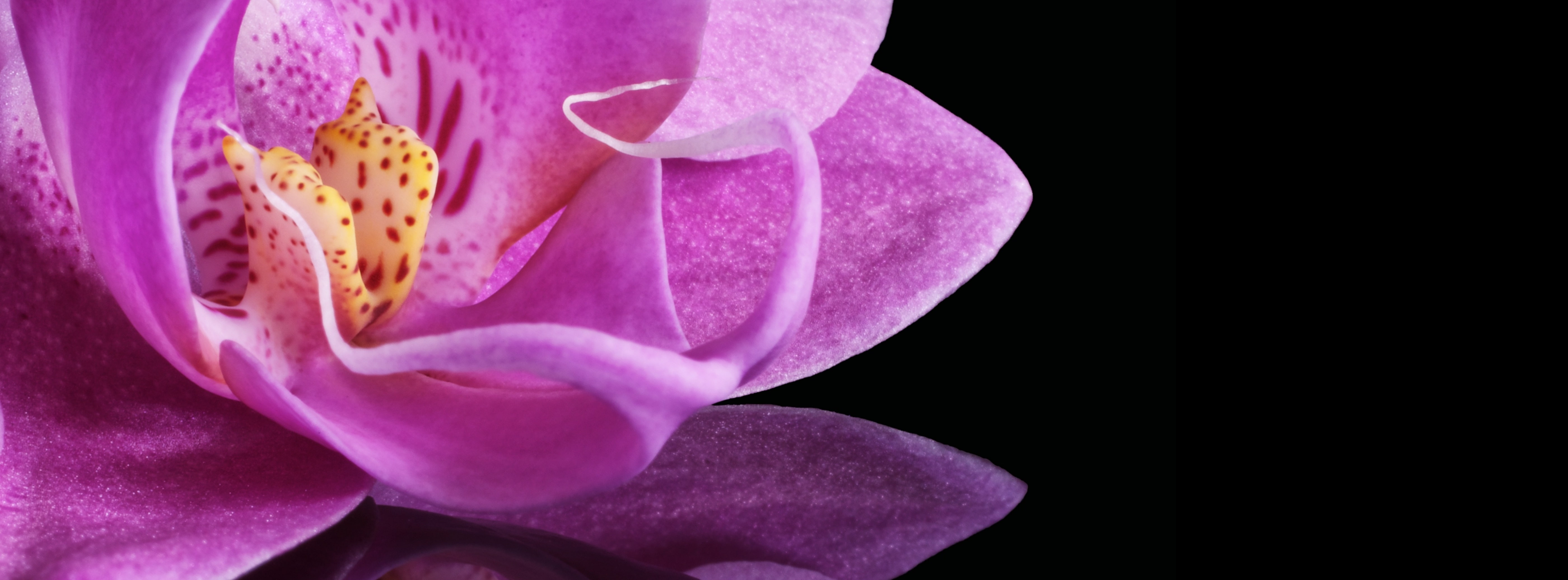 mirrored, Blossom, pollen, Aero, Mirroring, Bloom, pink color, Reflection, Mirror, beauty in nature, studio shot, Background, close-up, inflorescence, flowering plant, HD Wallpaper