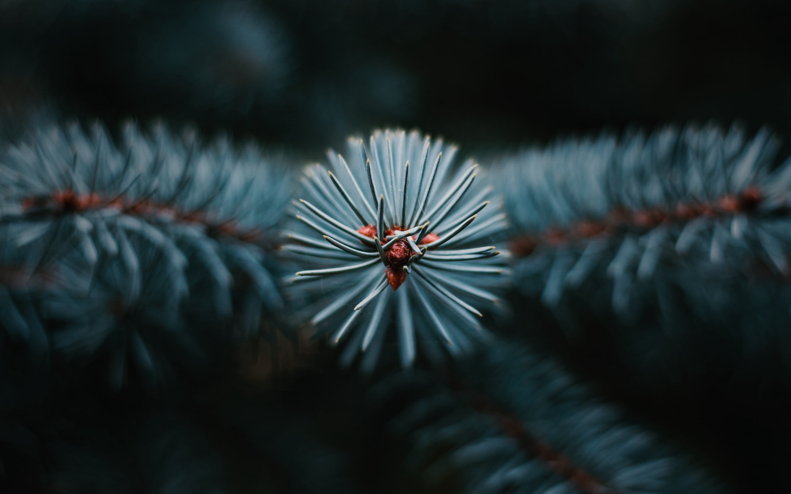 pine trees, branch, nature, trees, 2K, needles, HD Wallpaper