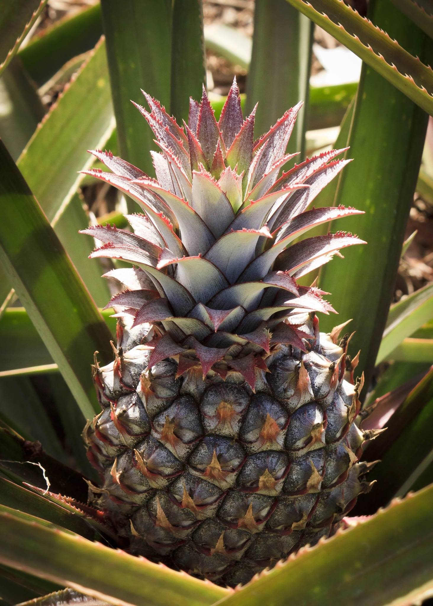 growth, plant part, freshness, leaf, tropical fruit, outdoors, healthy eating, leaves, day, 1080P, spiky, focus on foreground, pina colada, no people, Phone HD Wallpaper