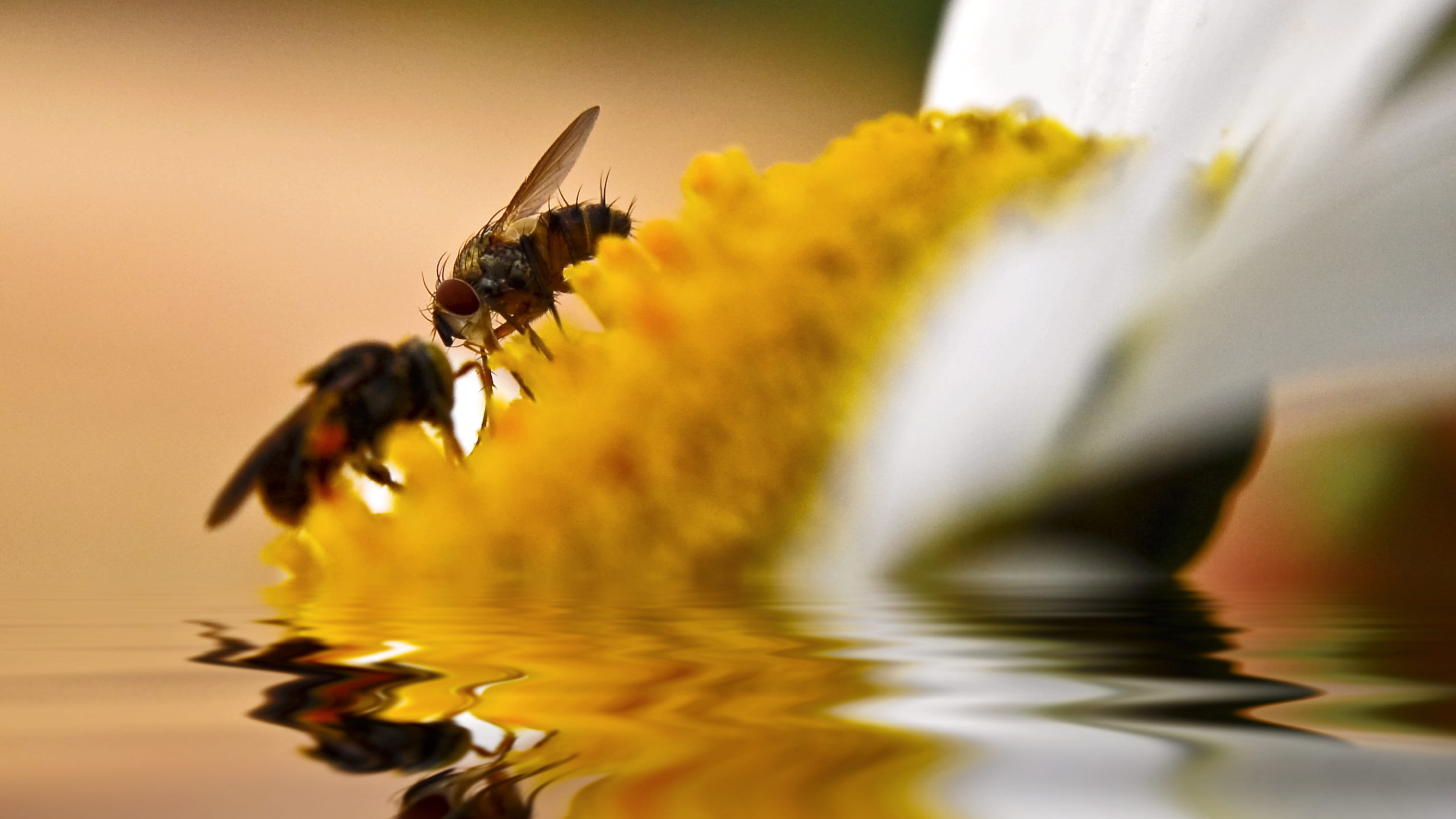 flower head, vida animal, animal themes, pinas, ecuador, animal, no people, close-up, pollination, moscas, selective focus, color, acercamiento, flowering plant, HD Wallpaper
