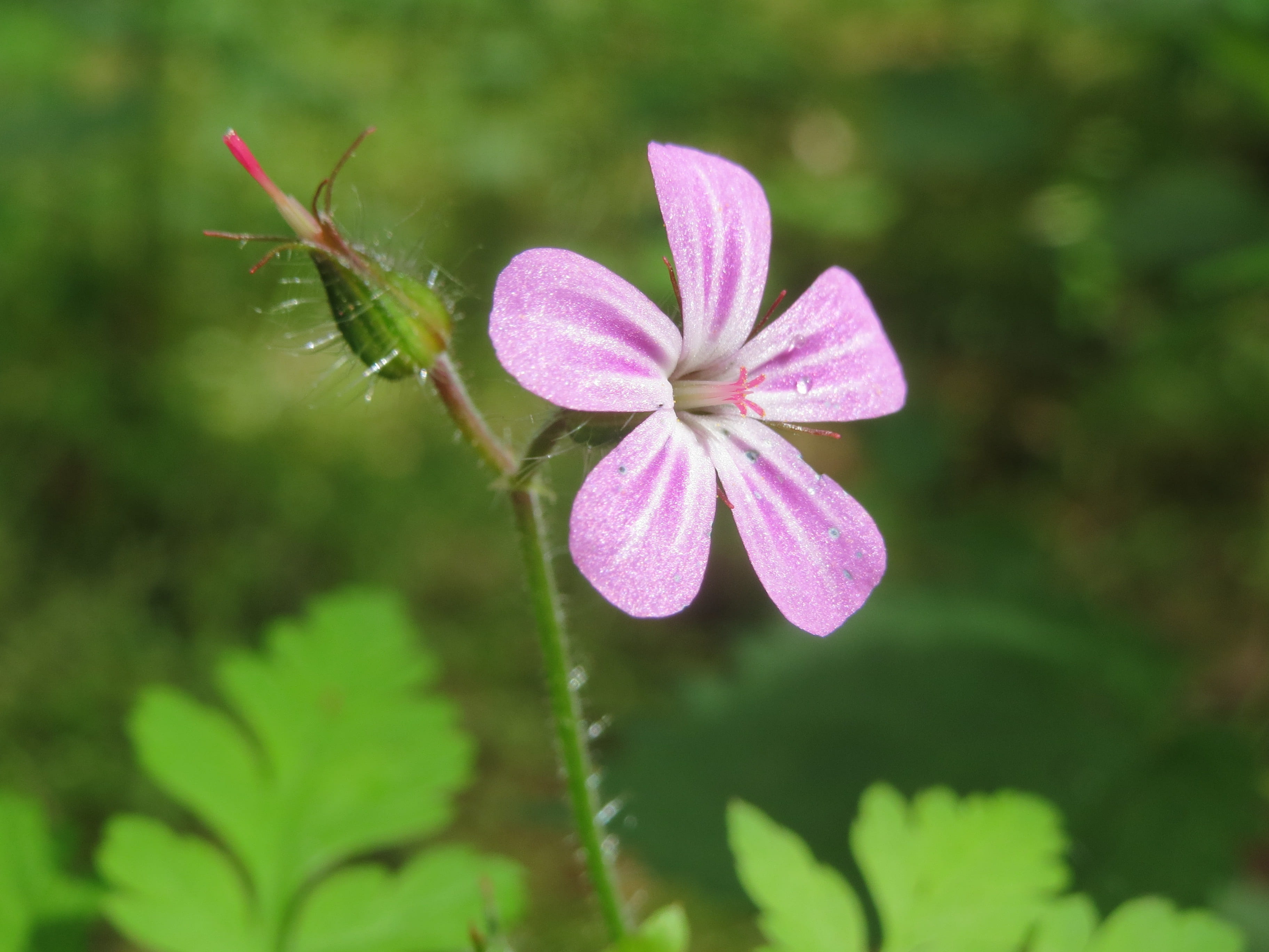 blossom, herb-robert, plant part, 2K, outdoors, no people, flower head, storksbill, red robin, inflorescence, death come quickly, nature, beauty in nature, HD Wallpaper