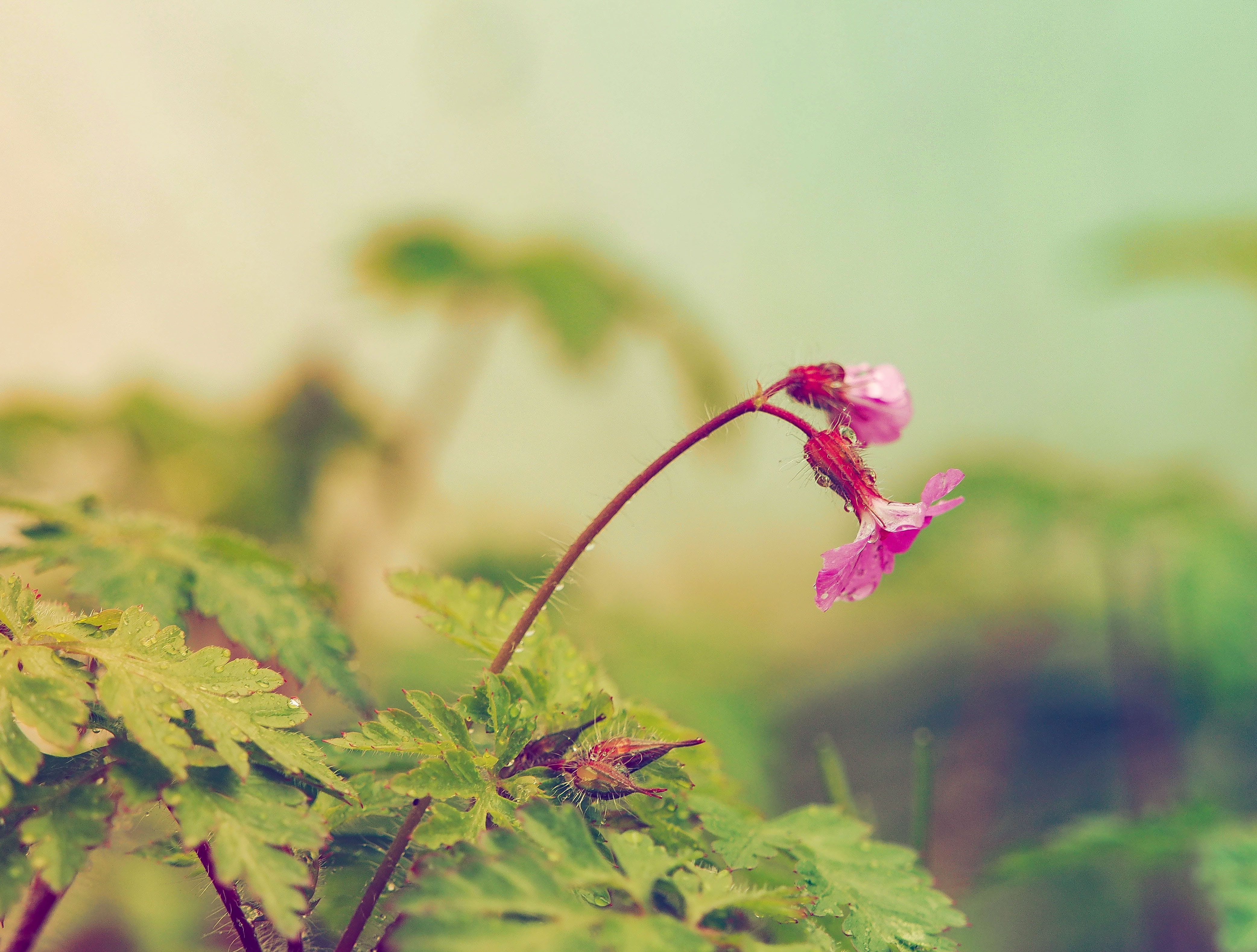 freshness, focus on foreground, leaf, macro, herbs, no people, red, day, wild, plant, herb robert, pink color, close-up, growth, 4K, plant part, fragility, HD Wallpaper