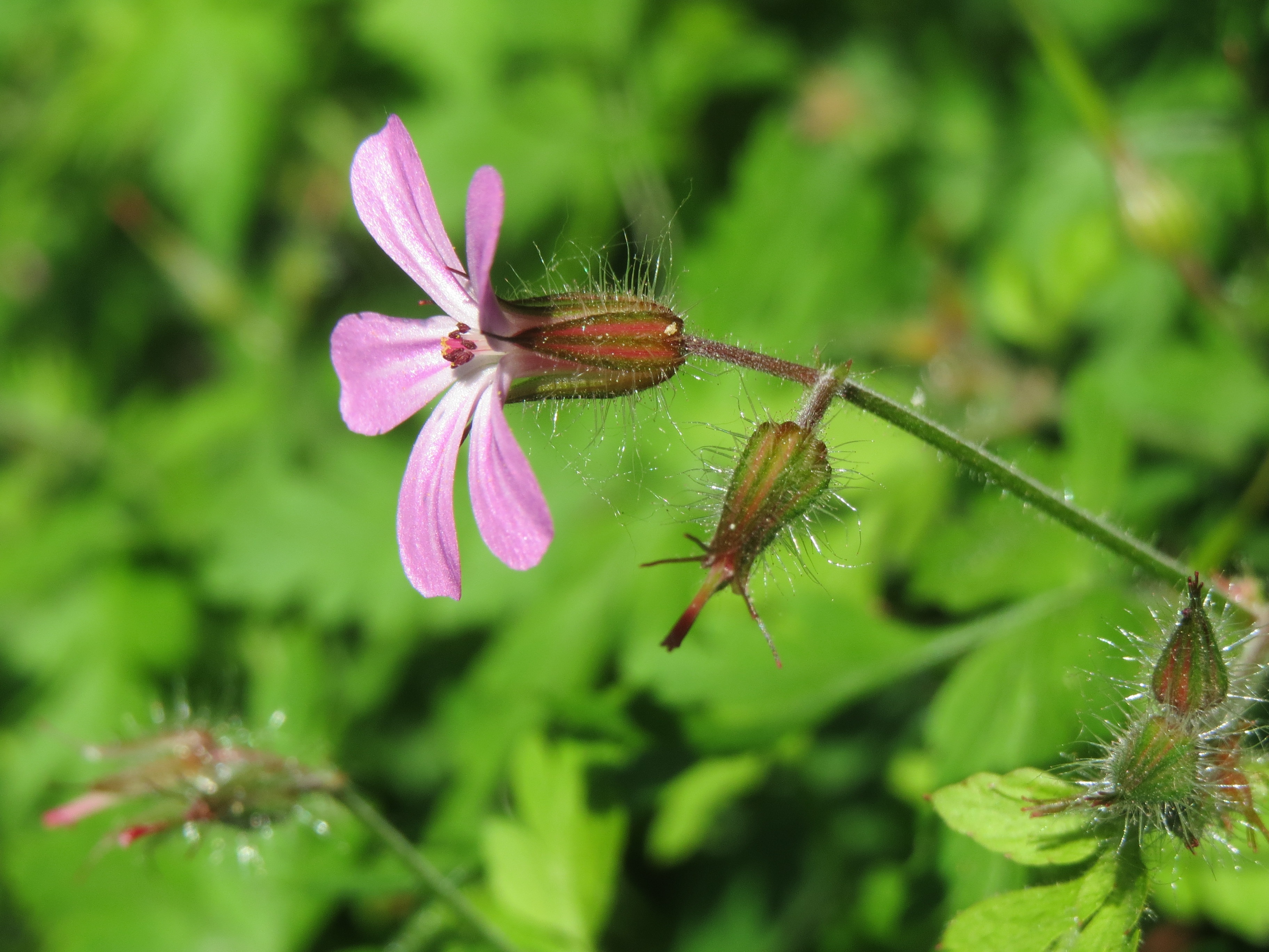 no people, green color, one animal, pink color, death come quickly, geranium robertianum, 2K, blossom, wildflower, flower, day, animal themes, storksbill, HD Wallpaper