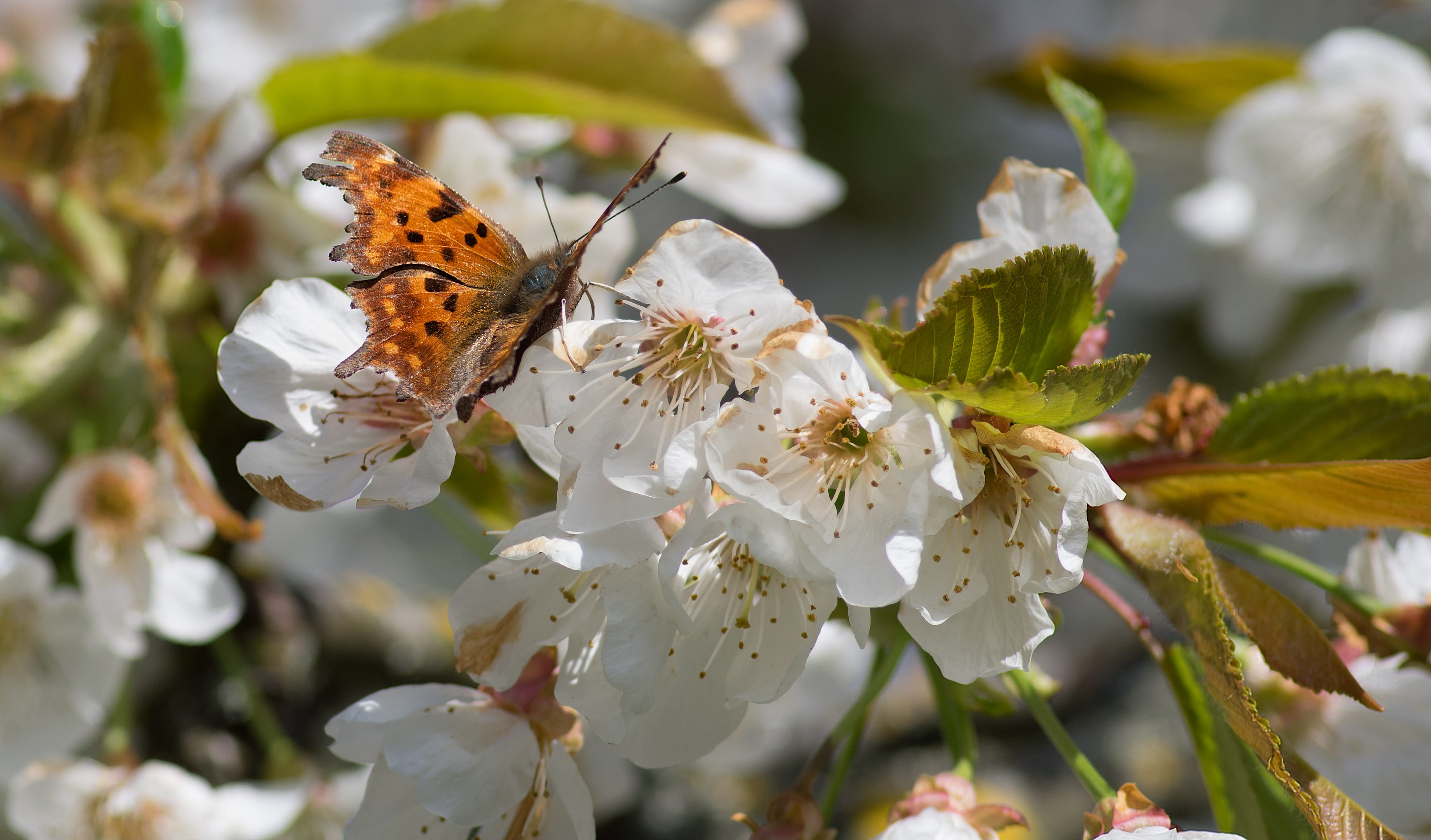 butterfly - insect, invertebrate, white color, pollen, animal, cherry blossom, animal themes, animal wing, flower head, petal, animals in the wild, Robert-The-Devil, HD Wallpaper