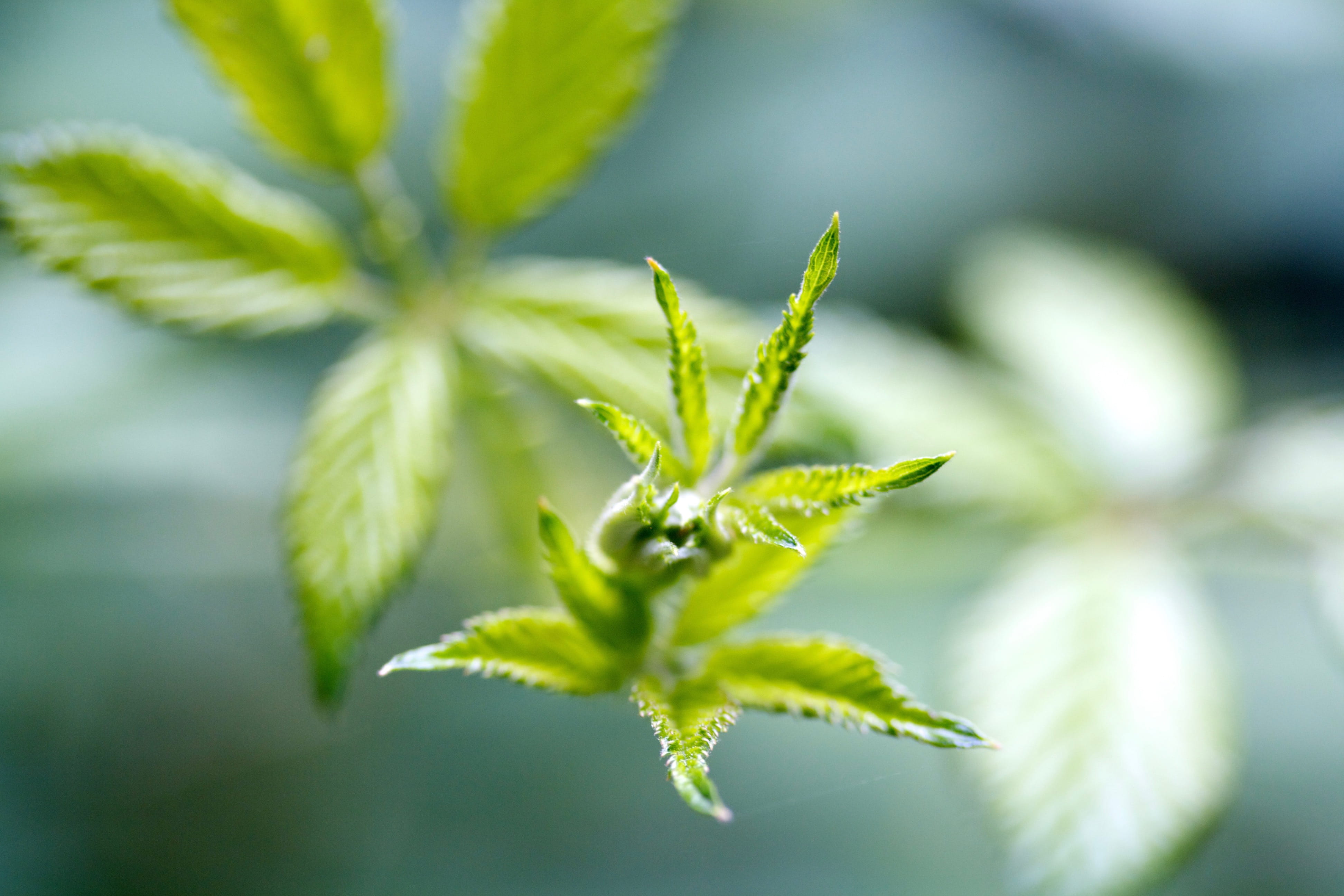 beauty in nature, leaf, flower, green, green color, tree, wildlife, marijuana - herbal cannabis, plants, trees, bud, point roberts, macro, growth, herb, HD Wallpaper