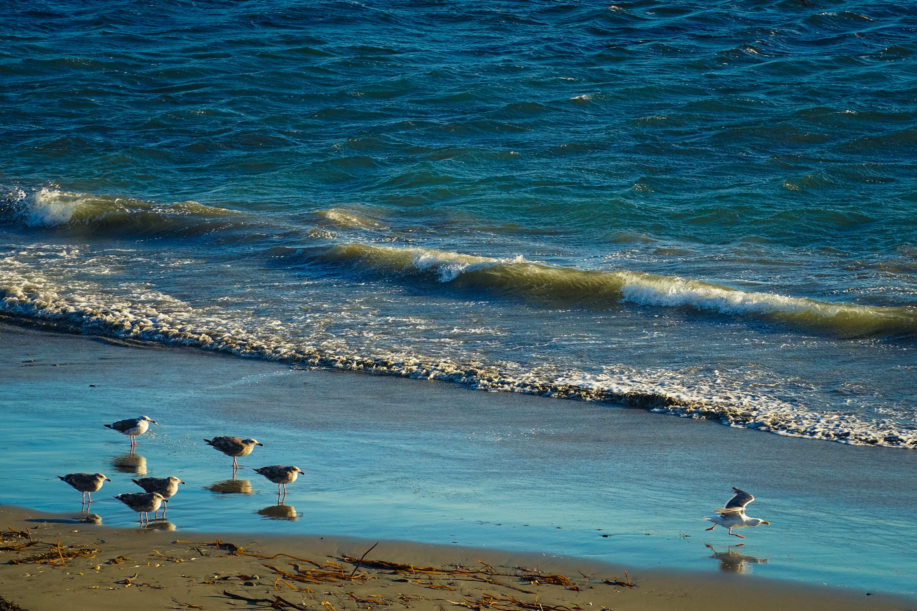 surfing, group of animals, highway 1, united states, nature, animal, animal themes, day, seagull, beauty in nature, vertebrate, land, animals in the wild, HD Wallpaper