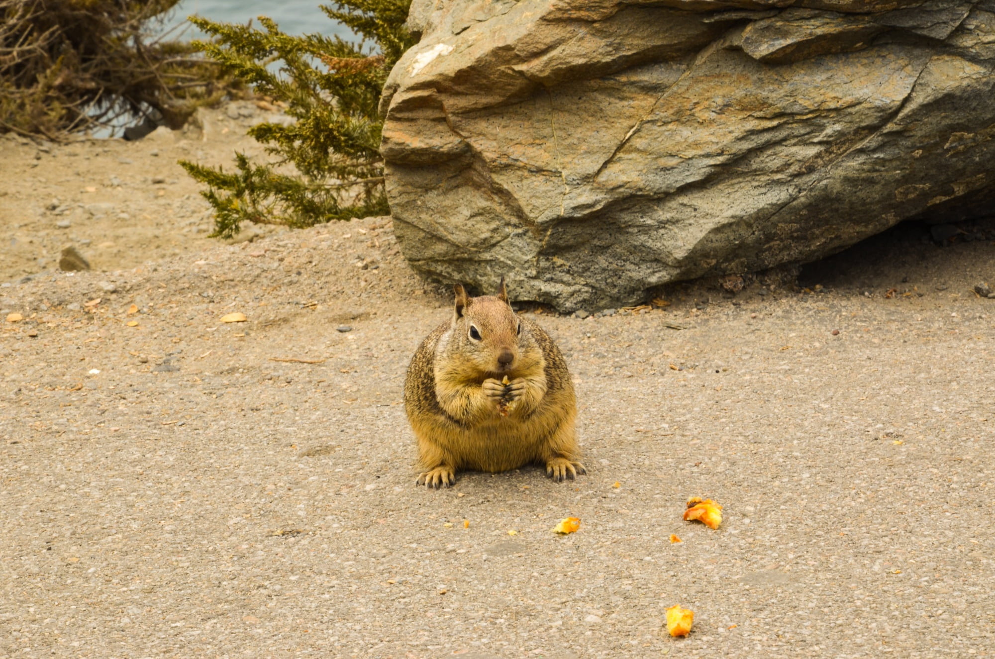 vertebrate, usa, eating, land, mammal, sitting, rodent, solid, rock, day, rock - object, highway 1, california, field, outdoors, animals in the wild, america, HD Wallpaper