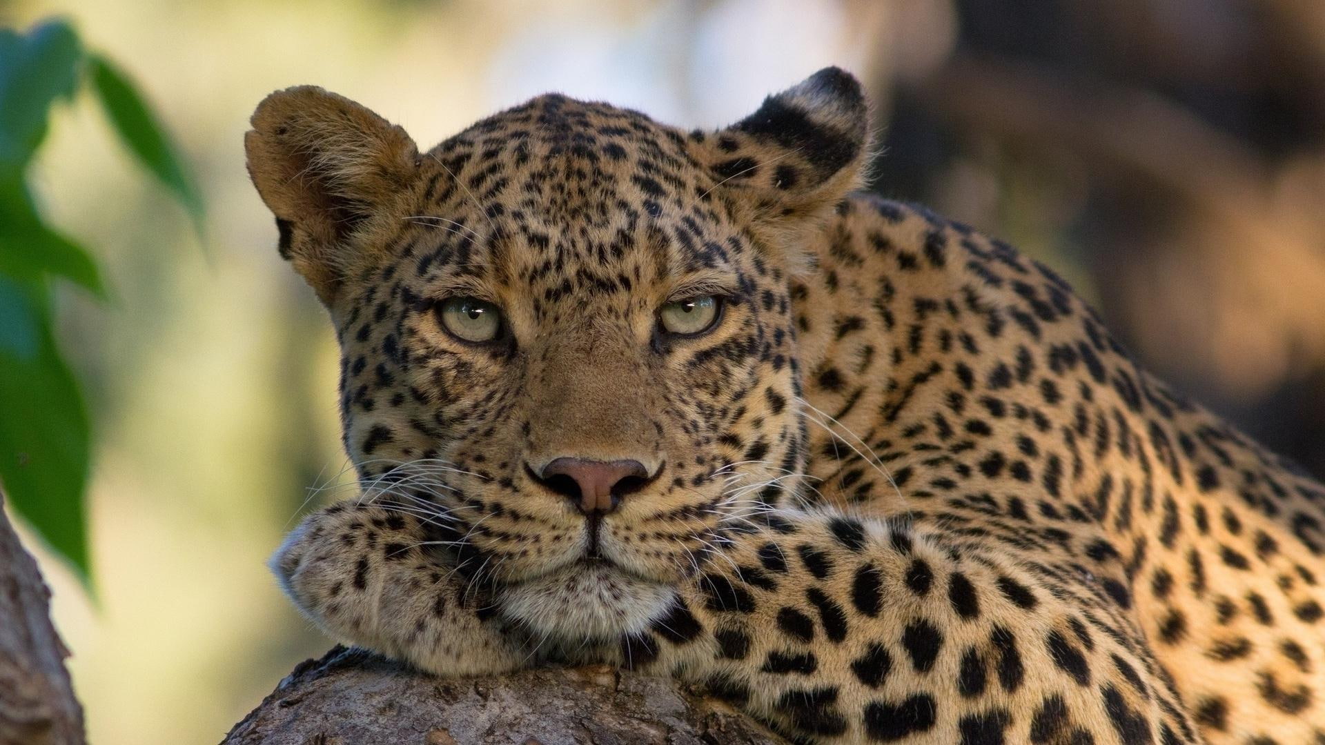 1080P, wild cat, wild animal, leopard, HD Wallpaper