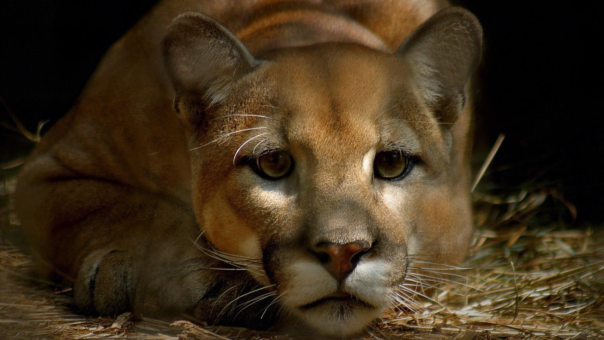 cat, 1080P, wildlife, wild animal, wild cat, HD Wallpaper