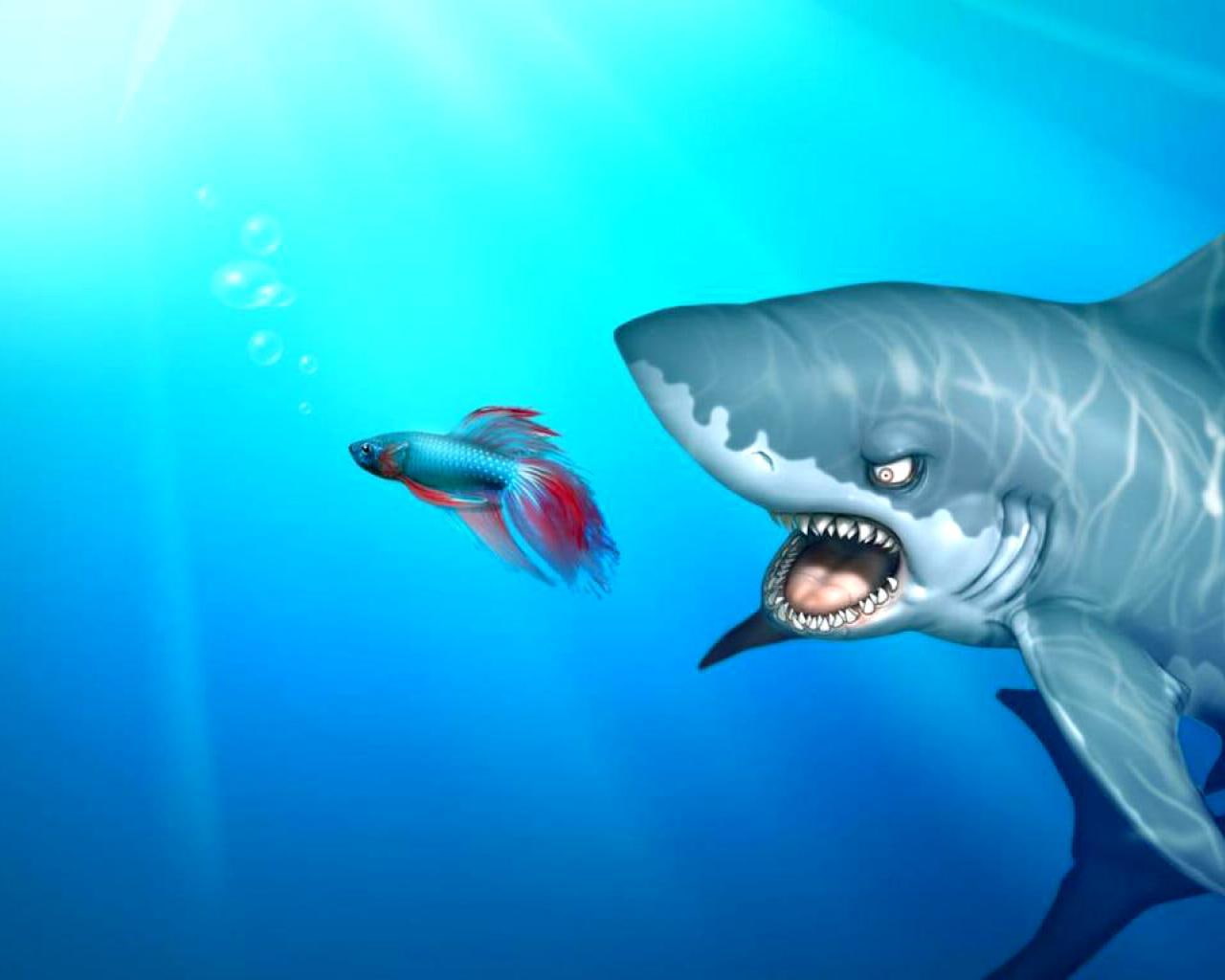 windows, 720P, wild, funny, sea, shark, animals, HD Wallpaper