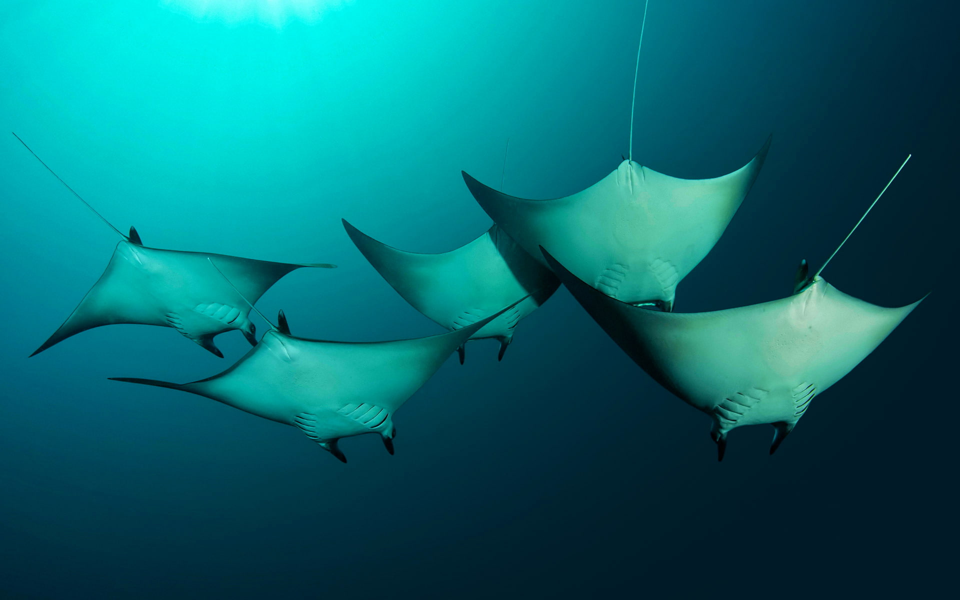 Solomon Islands, The Pacific ocean, Melanesia, manta, SKAT, 1080P, giant sea devil, HD Wallpaper