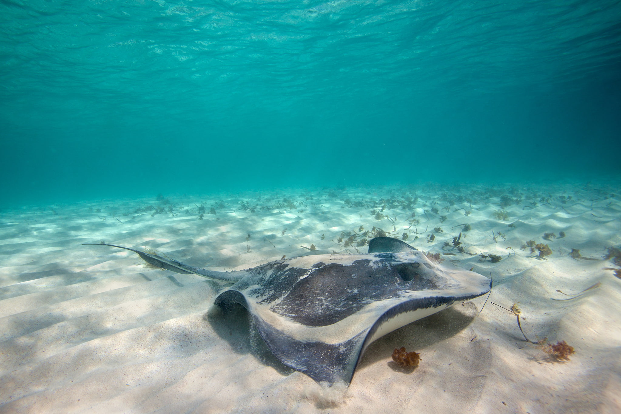 marine, outdoors, underwater, sea life, animals in the wild, animal, nature, day, animal wildlife, vertebrate, sand, sea, no people, the bottom, black, HD Wallpaper