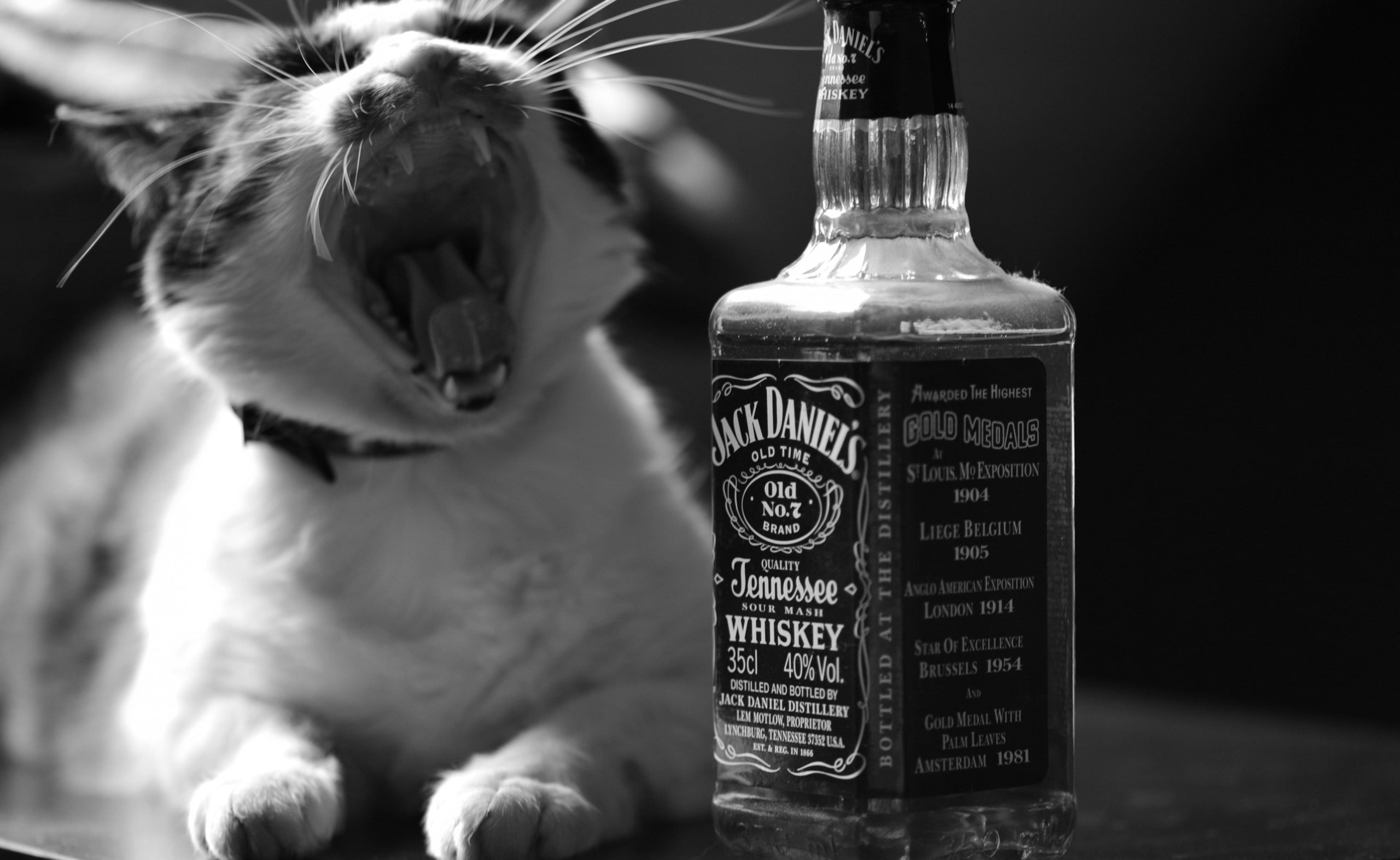 animal themes, alcohol, drink, daniels, Black and White, mouth, close-up, no people, focus on foreground, mouth open, 2K, mammal, whiskey, bottle, food and drink, HD Wallpaper