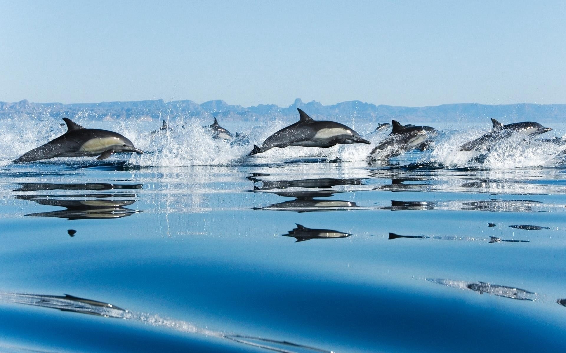bottle-nosed Dolphin, outdoors, animals In The Wild, jump, day, humpback Whale, mammal, water, animal wildlife, blue, sea Life, animals And Pets, underwater, HD Wallpaper