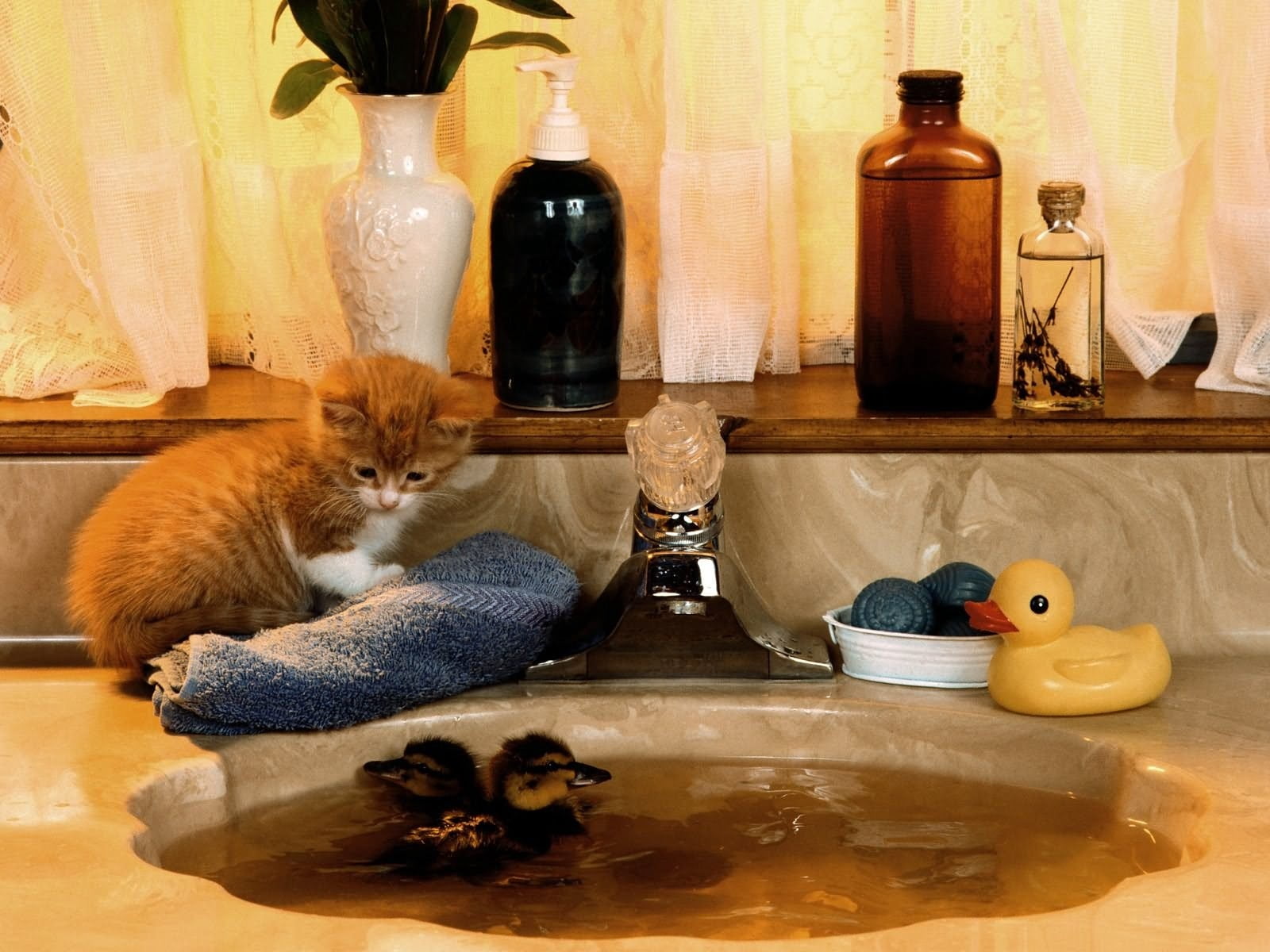 cute, indoors, whisker, pets, table, 720P, relaxation, sink, orange, duckling, food, brown, container, animal themes, home Interior, feline, tabby, vertebrate, HD Wallpaper