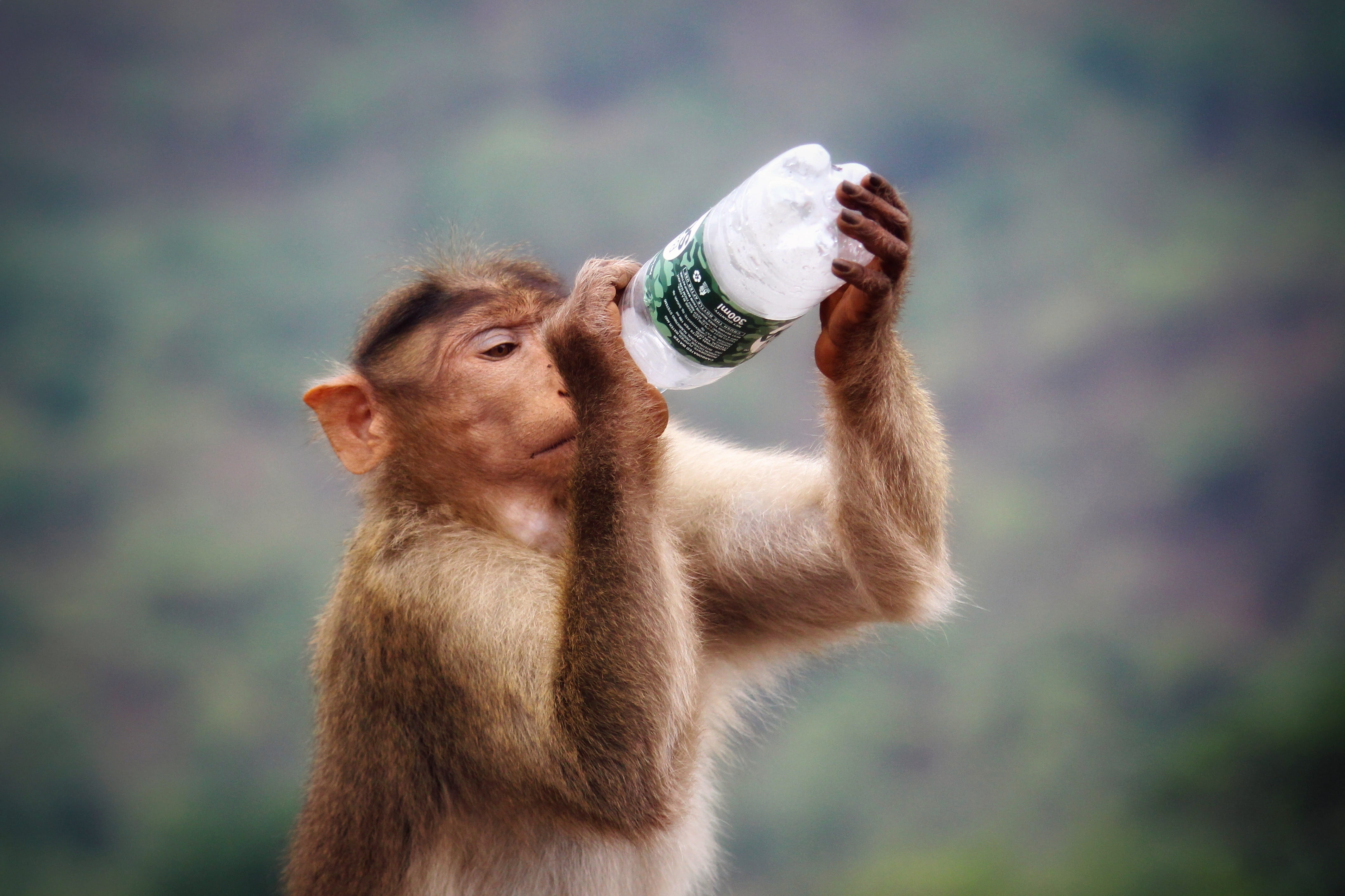 domestic animals, food and drink, macaque, one animal, bottle, pets, herbivorous, wildlife photography, primate, wildlife, animal wildlife, holding, animal photography, HD Wallpaper