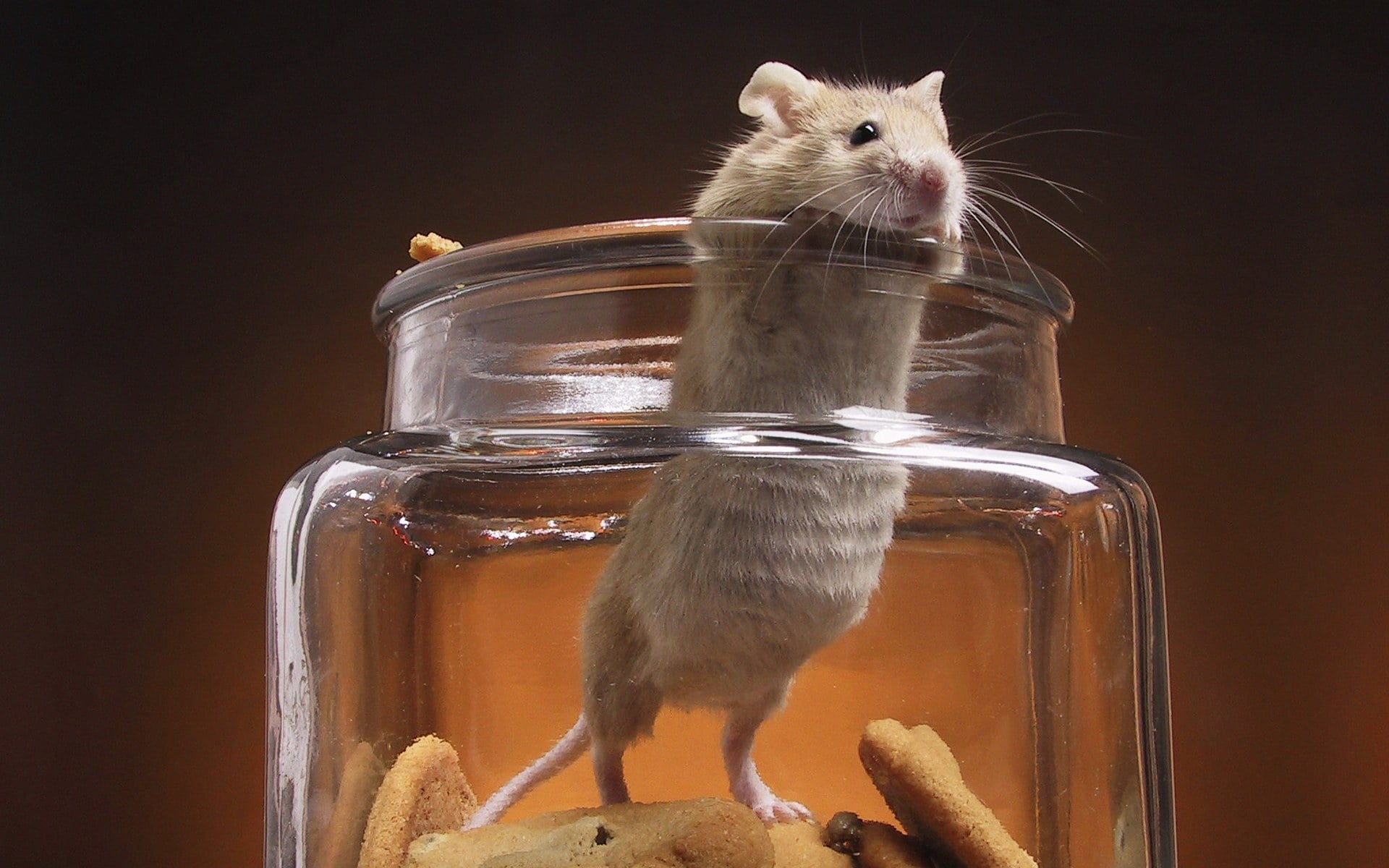Mouse, cookie, 1080P, indoors, rodent, studio shot, close-up, container, no people, jar, bottle, domestic, Animals, whisker, pets, one animal, glass - material, HD Wallpaper