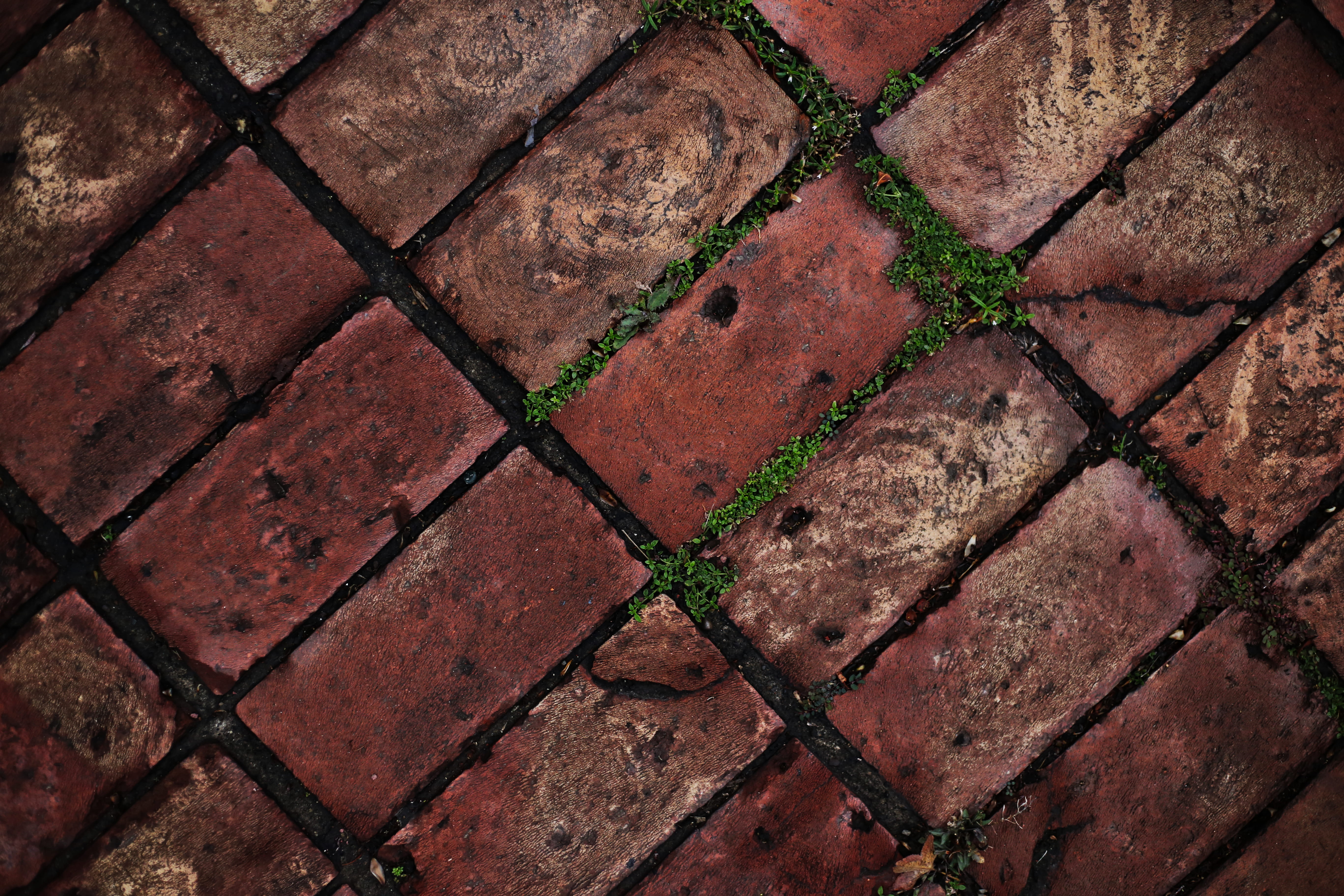 beverage, plant, photo, close-up, alcohol, close, backgrounds, moss, bricks, tiled floor, no people, textured, nature, brown, outdoors, drink, ground, red, HD Wallpaper