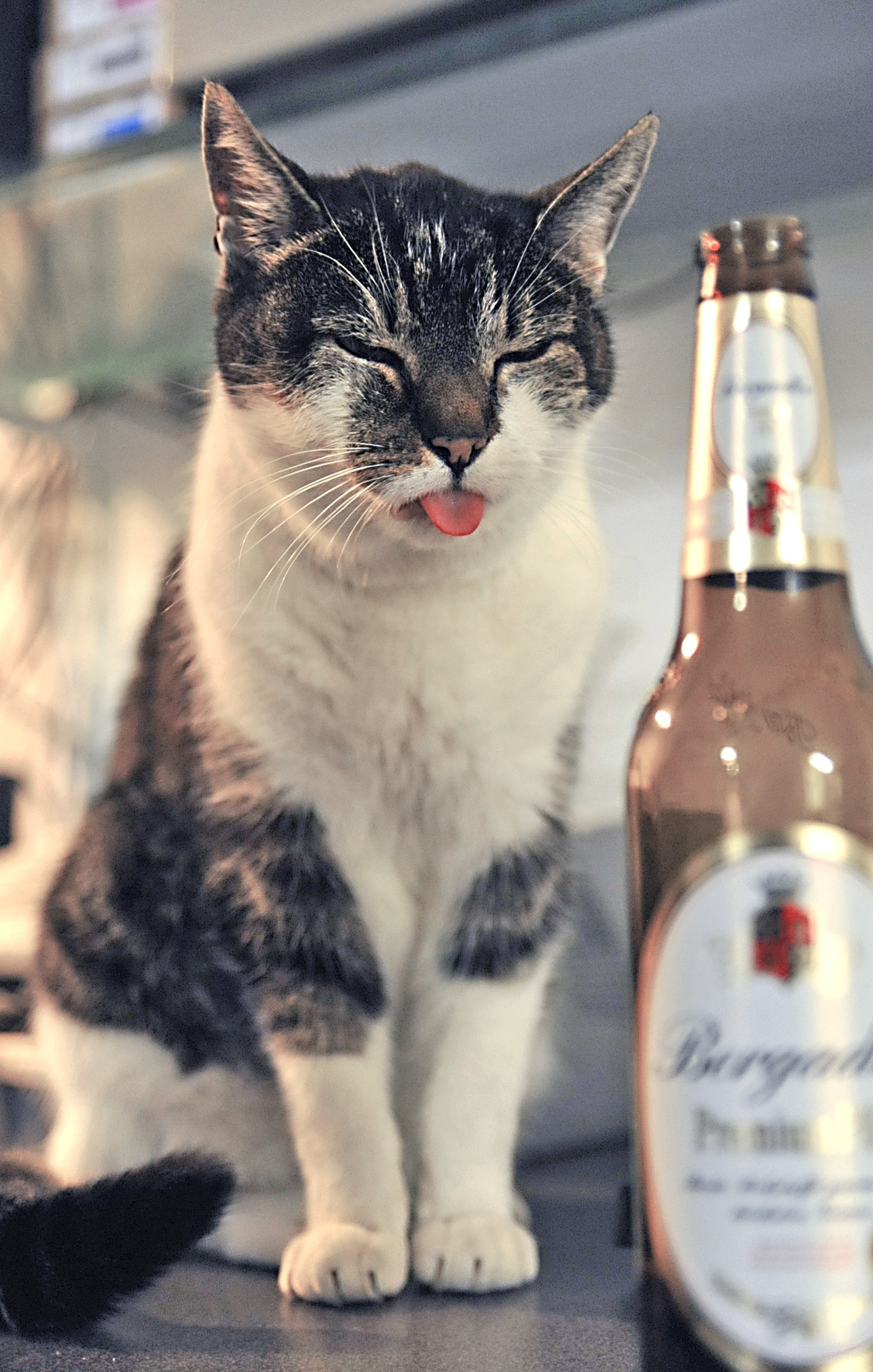 cat, beside, no people, bottle, photography, domestic, looking, animals, container, focus, whisker, 1080P, glass, one animal, vertebrate, cat tongue, white, Phone HD Wallpaper