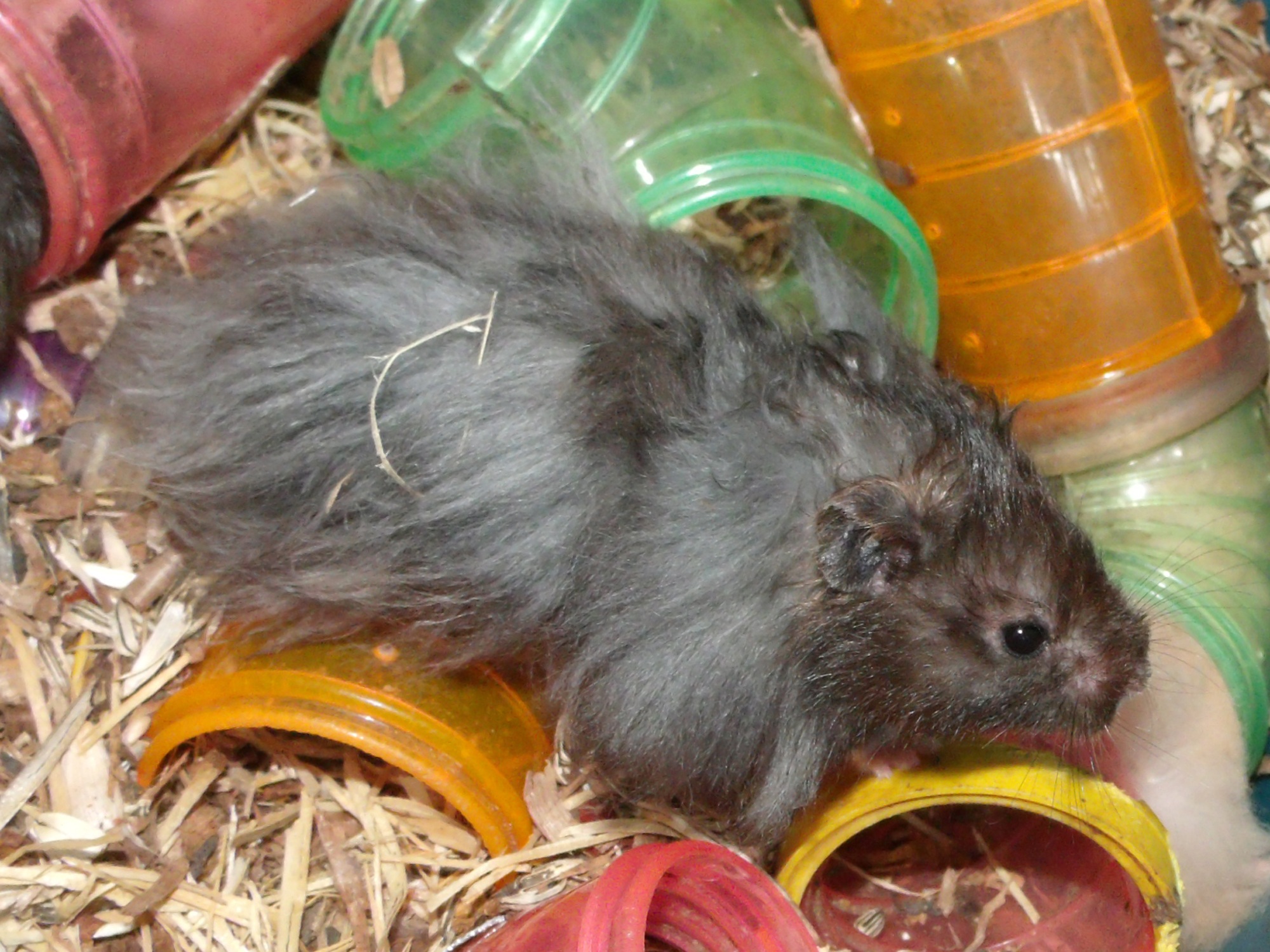 animal world, close-up, animal wildlife, vertebrate, zoology, indoors, food and drink, hamster, animal, domestic, biology, nature, angora hamster, no people, HD Wallpaper
