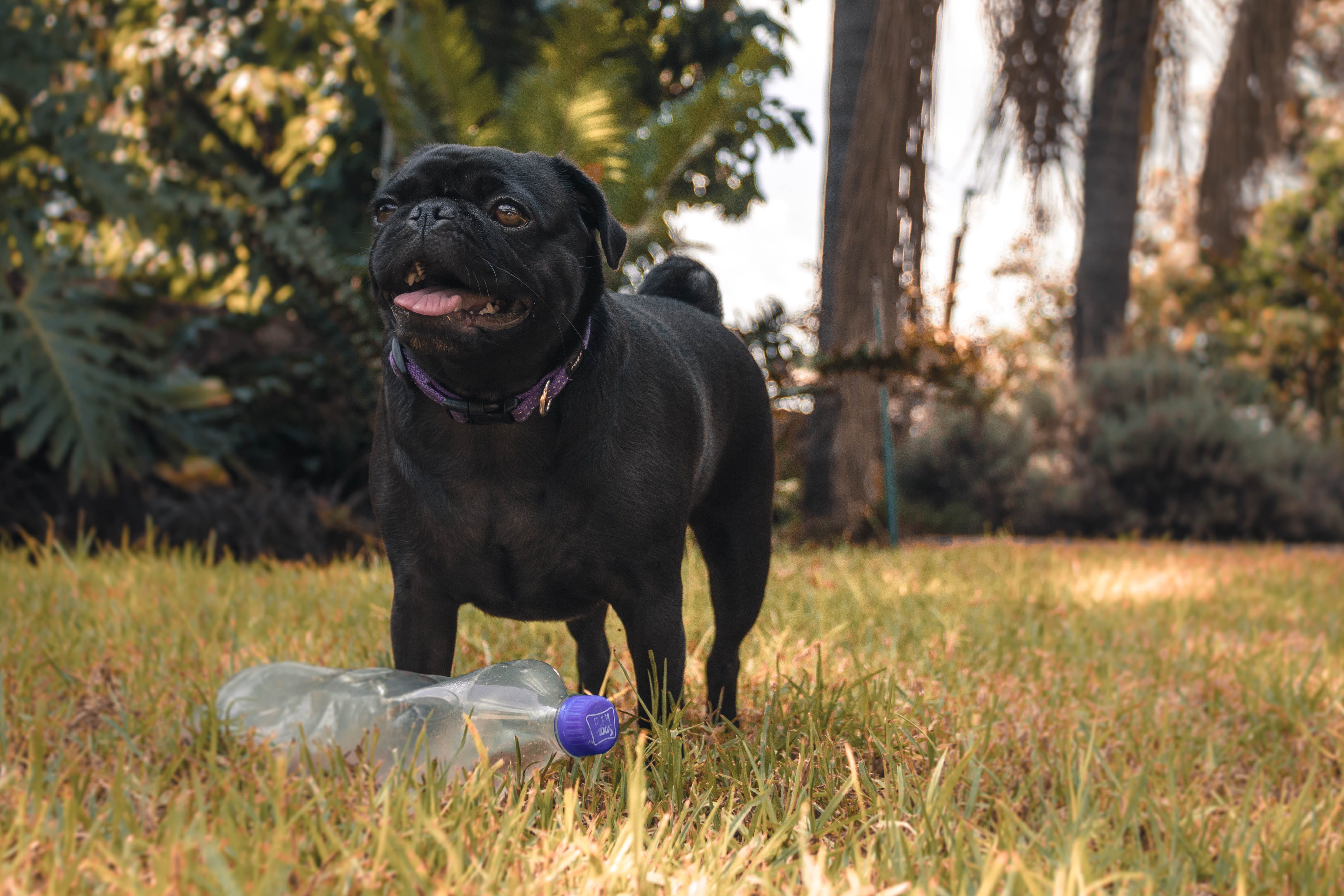 dog, plastic, photo, land, domestic animals, animal, animal themes, breed, clear, pets, tree, black, black color, close-up, little, pug, pet, front, plant, HD Wallpaper