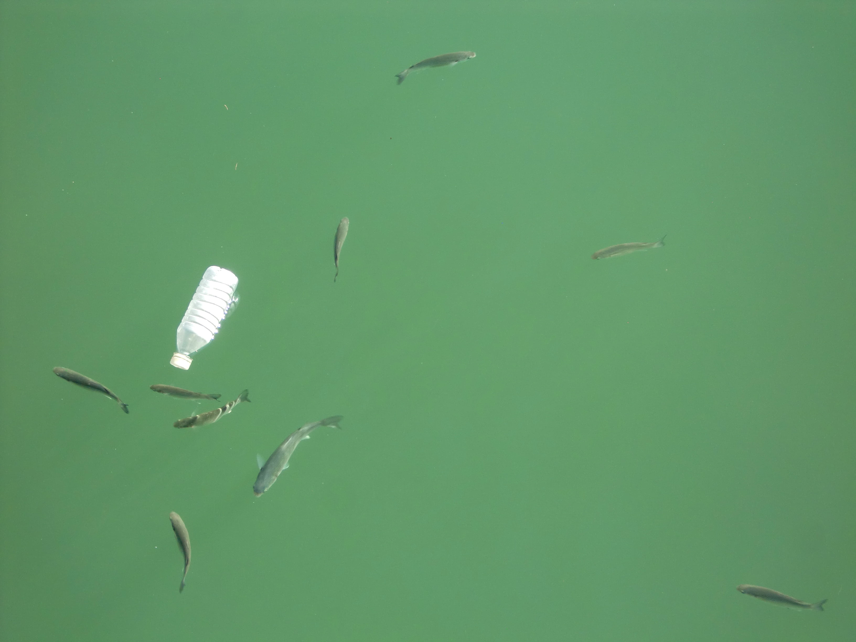 clear, green color, fishes, seagull, 2K, turquoise colored, plastic bottle, beauty in nature, pollution, animals in the wild, fish, vertebrate, sea, river, HD Wallpaper