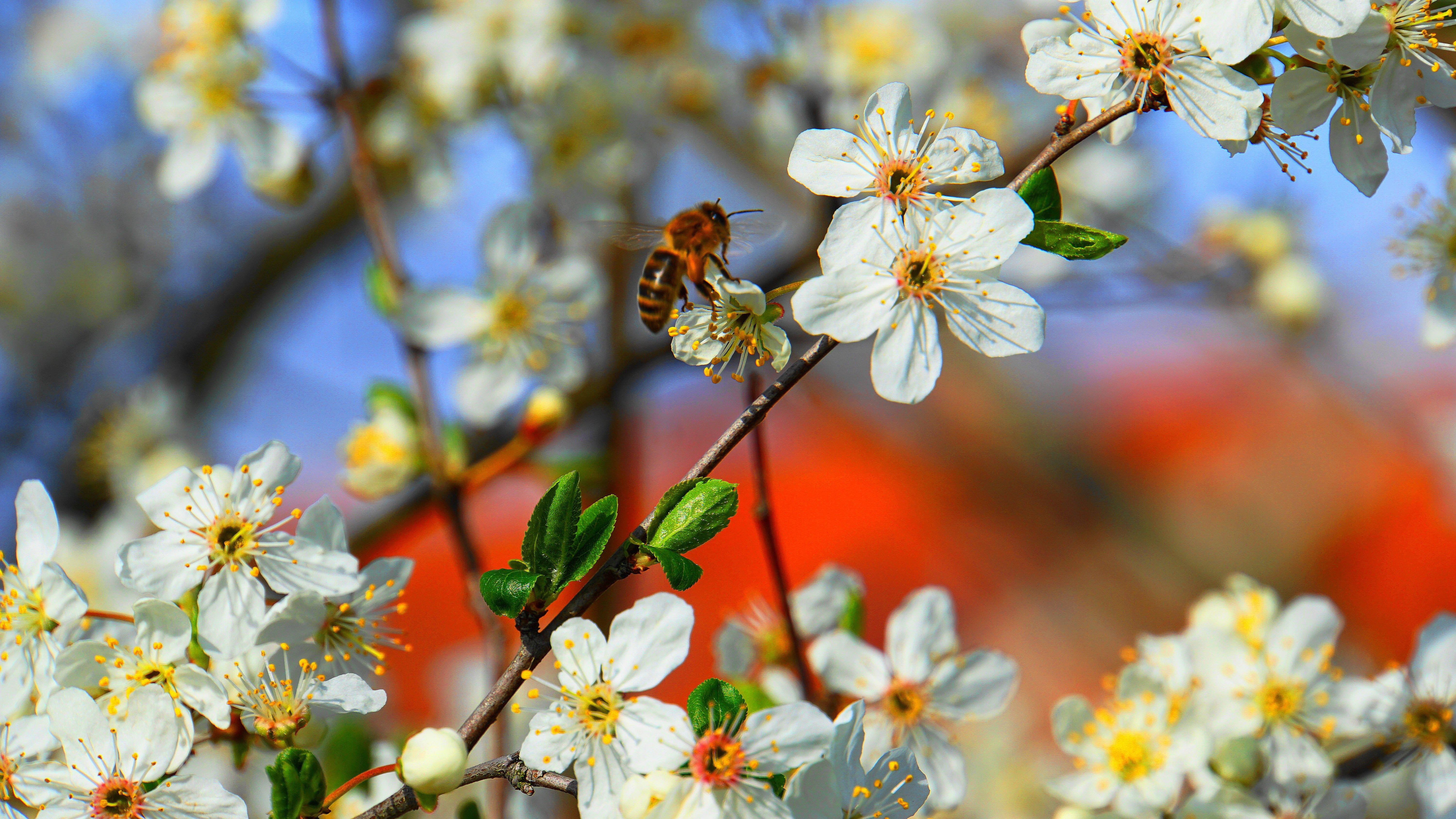 flower head, animal wildlife, environmental protection, flowers, cherry blossom, animal themes, spring magic, nectar, insect, beauty in nature, no people, HD Wallpaper