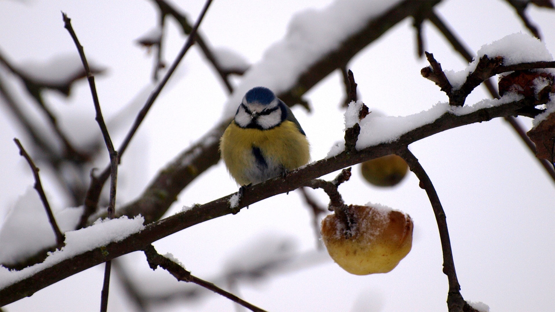 birds, titmouse, fruit, nature, animals, snow, twigs, branch, 1080P, HD Wallpaper