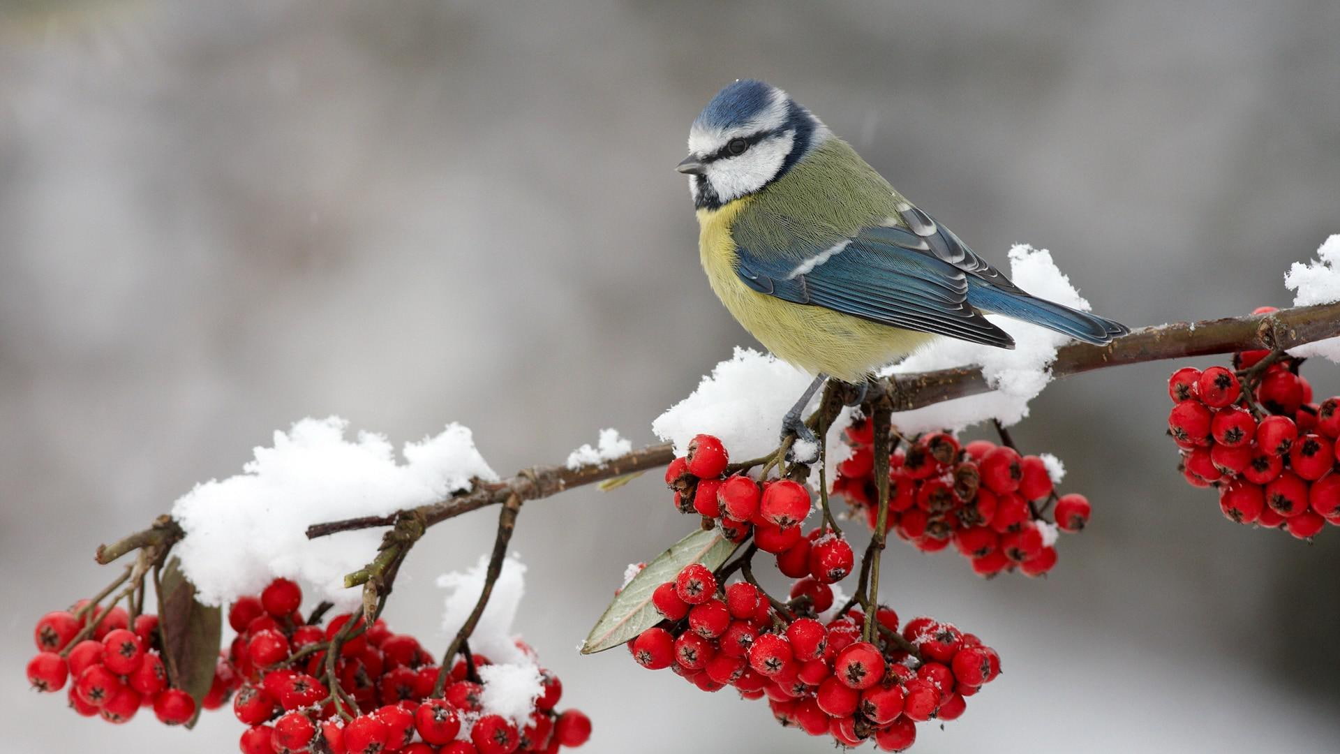titmouse, yellow, animals, blue, bird, white, 1920x1080, 1080P, HD Wallpaper