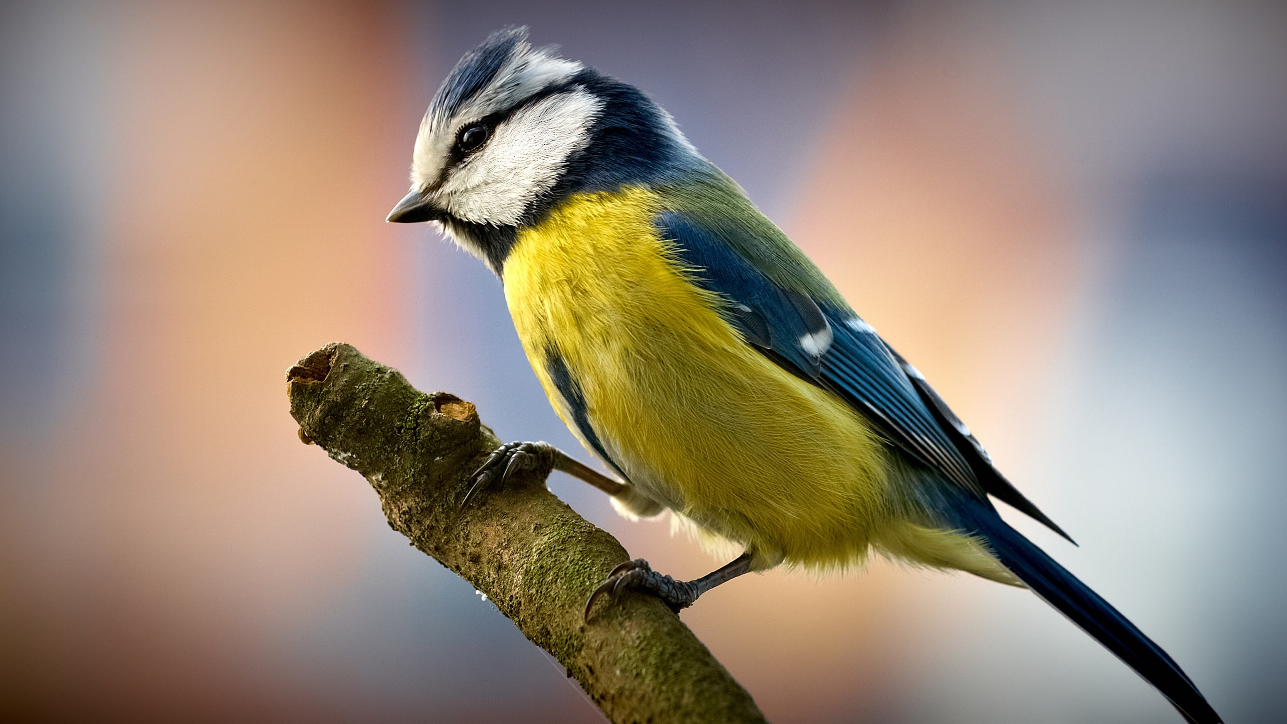 close, 2K, Titmouse, Bird, HD Wallpaper